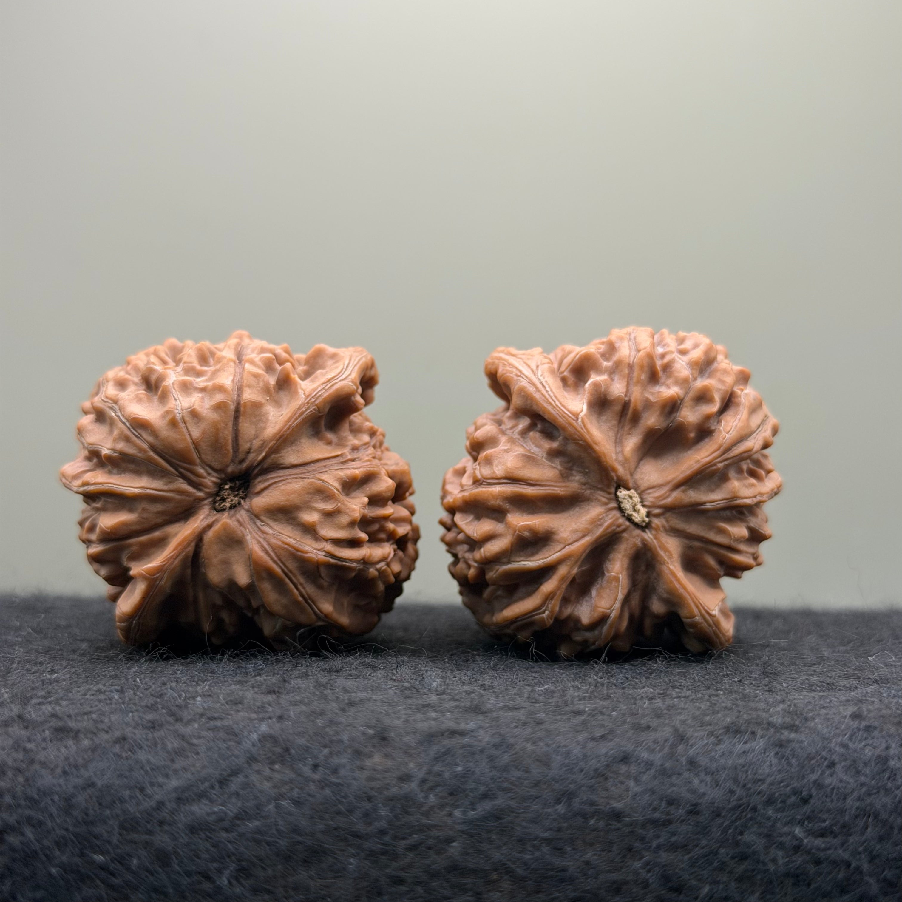 Golden Kirin Wenwan Walnut· 41mm · Natural · Collector Ritual