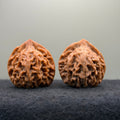 Longmen Jian Wenwan Walnut · 39mm · Collector Ritual