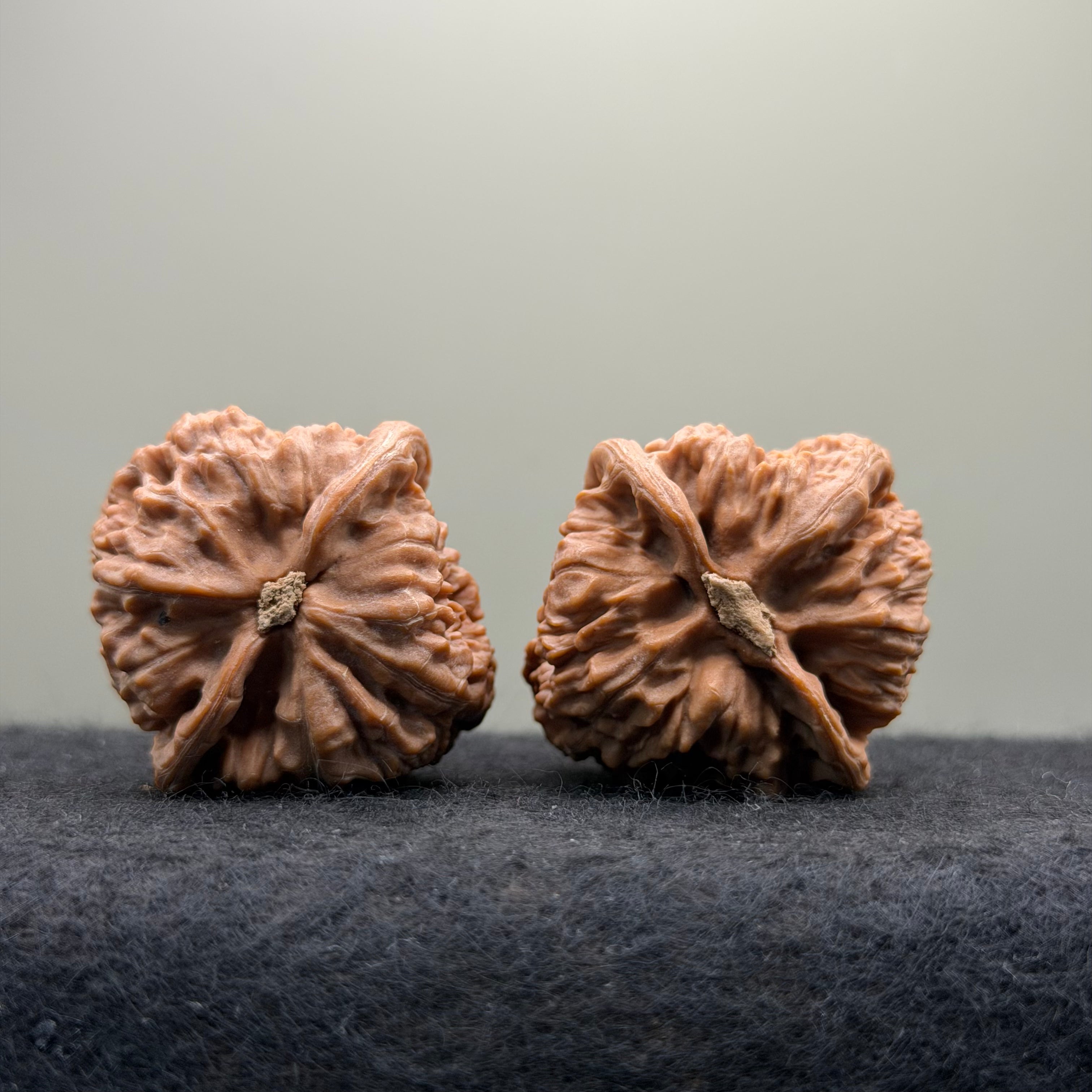 Red Lotus Wenwan Walnut · 39mm · Natural · Entry Ritual