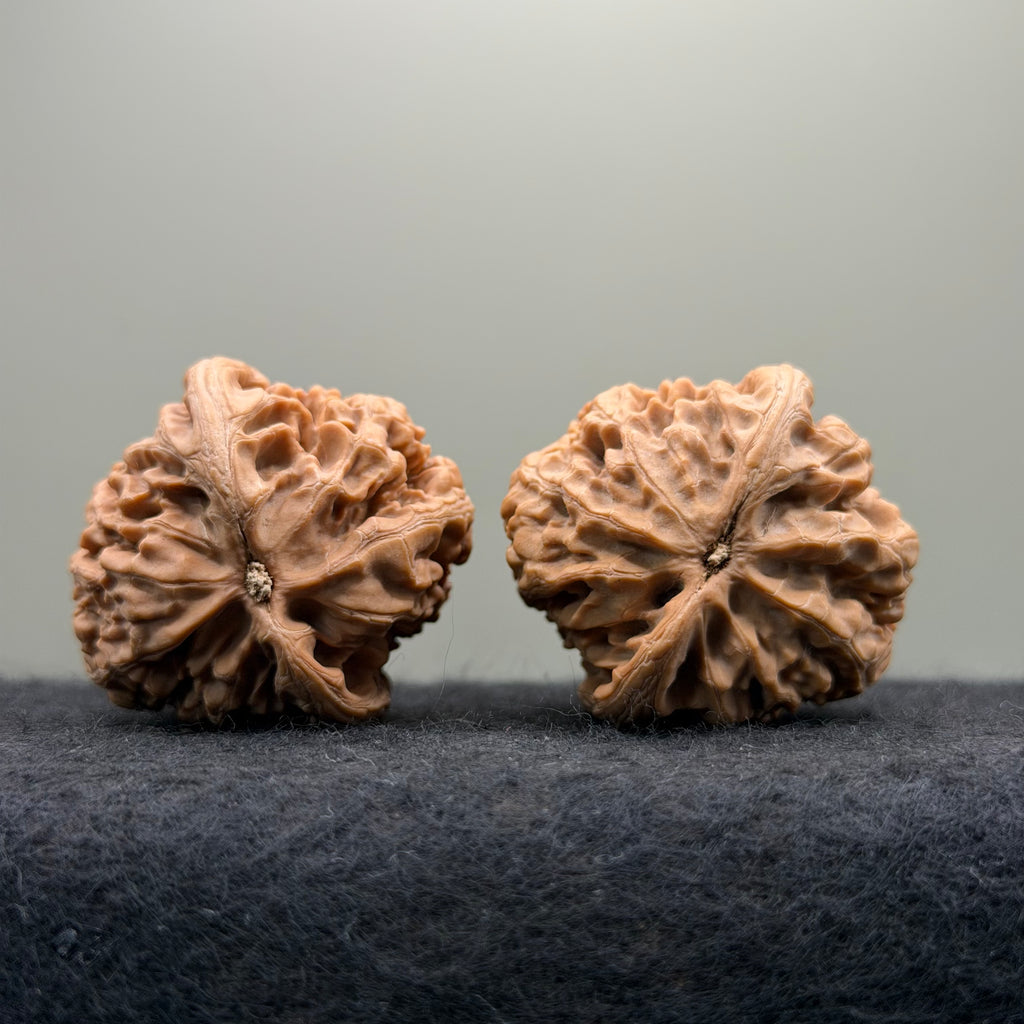 'Walnut Zun' Wenwan Walnut · 39mm · Natural · Select Ritual