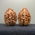Sabertooth Tiger Wenwan Walnut (Rare Variety) · 36mm · Natural · Collector Ritual
