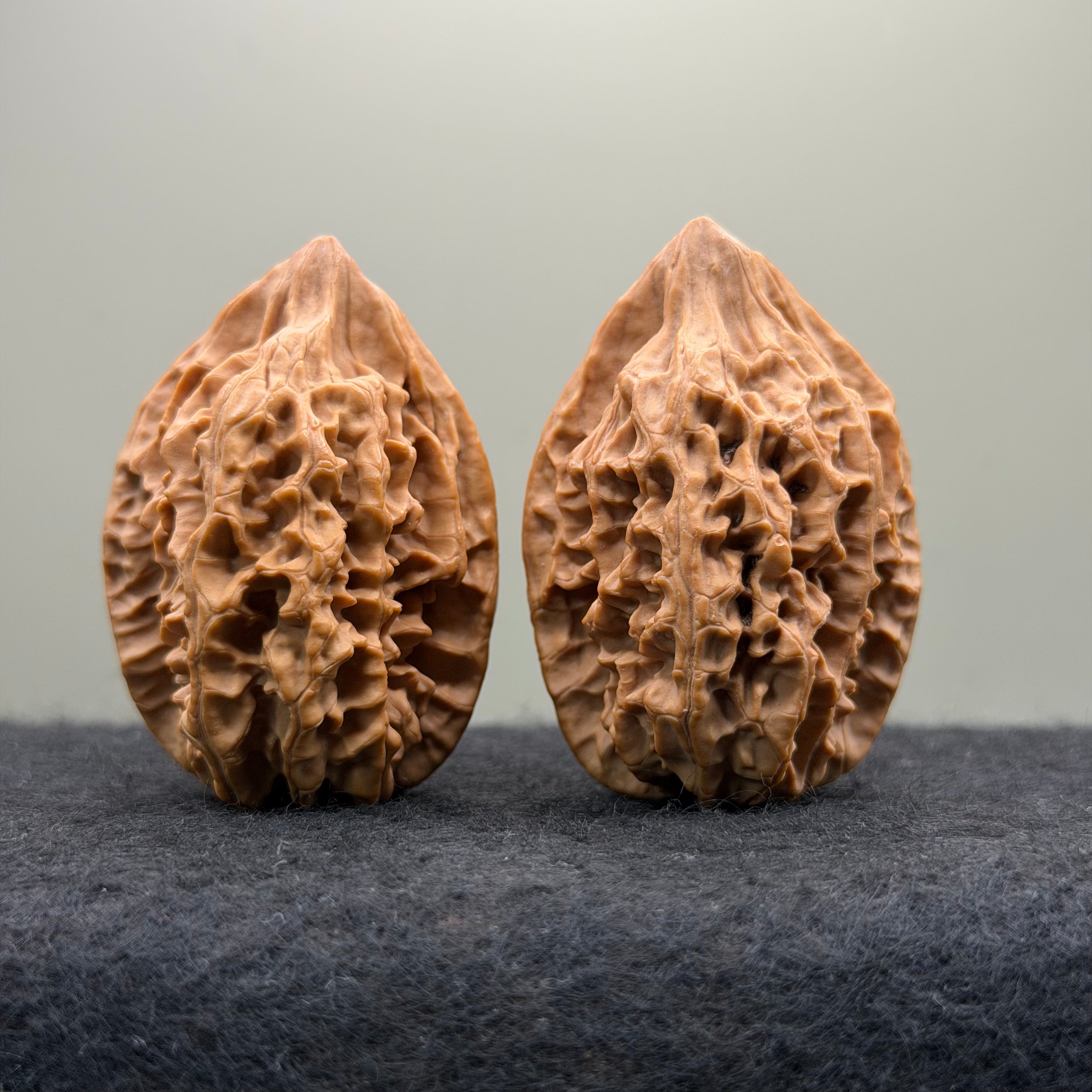 Sabertooth Tiger Wenwan Walnut (Rare Variety) · 36mm · Natural · Collector Ritual