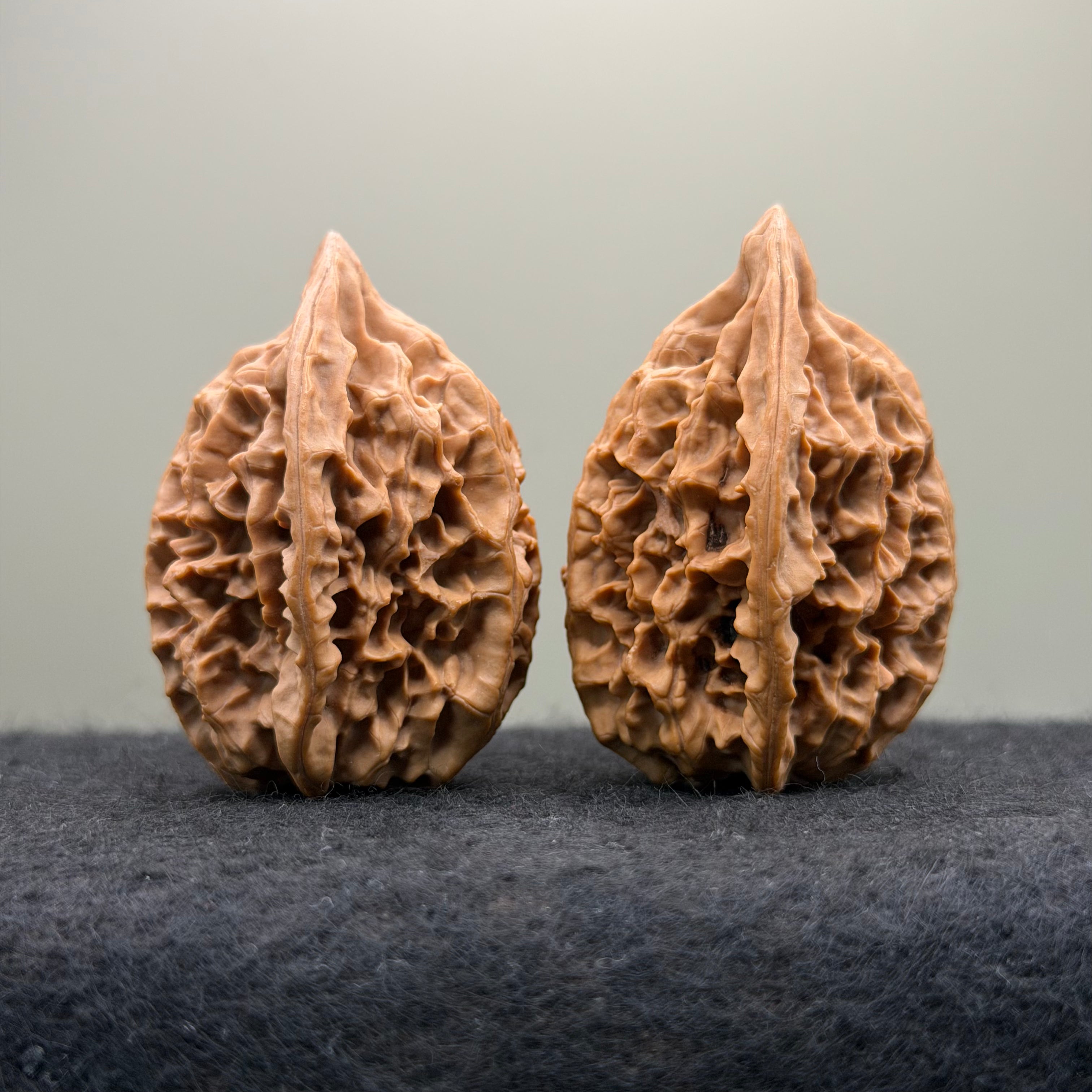 Sabertooth Tiger Wenwan Walnut (Rare Variety) · 36mm · Natural · Collector Ritual