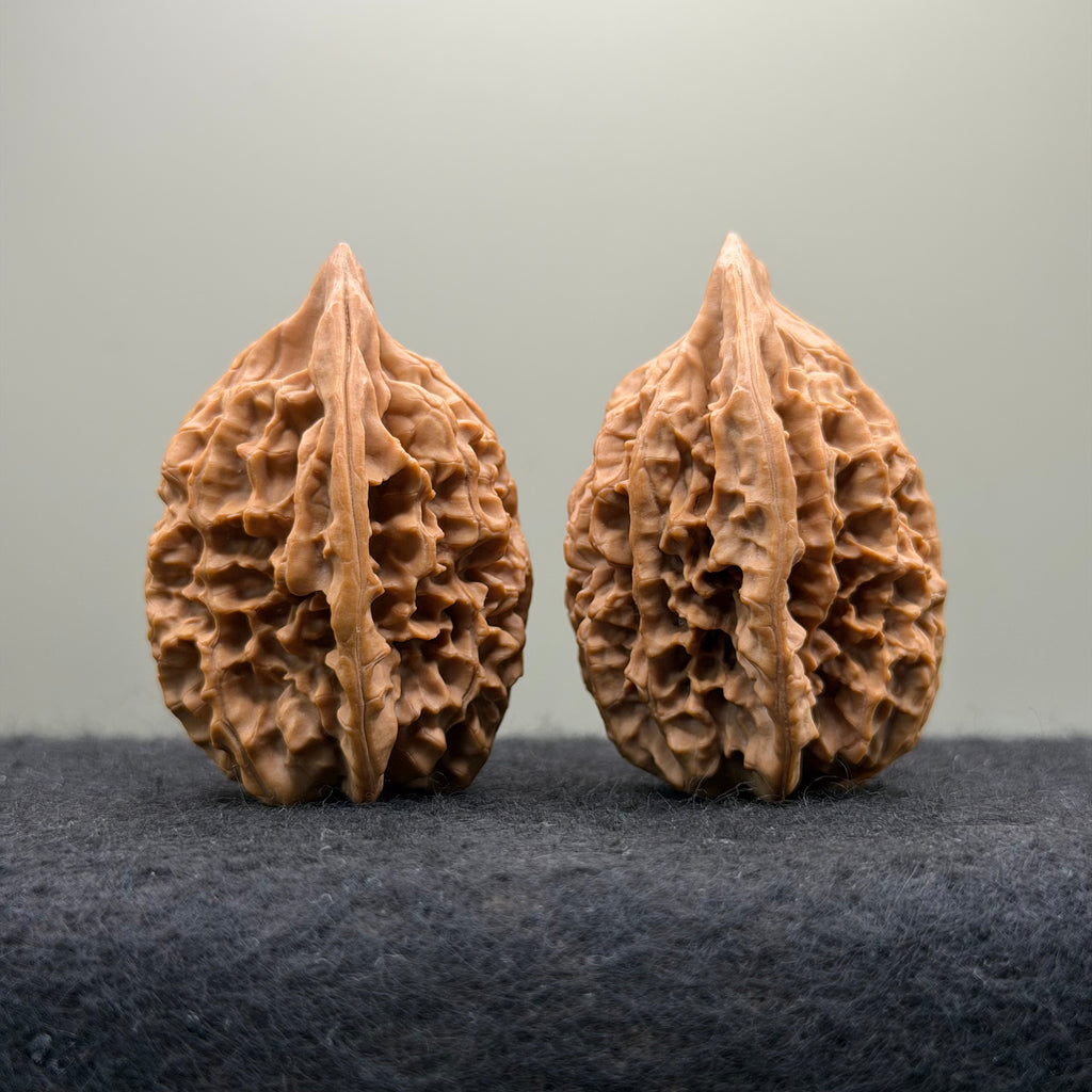 Sabertooth Tiger Wenwan Walnut (Rare Variety) · 36mm · Natural · Collector Ritual