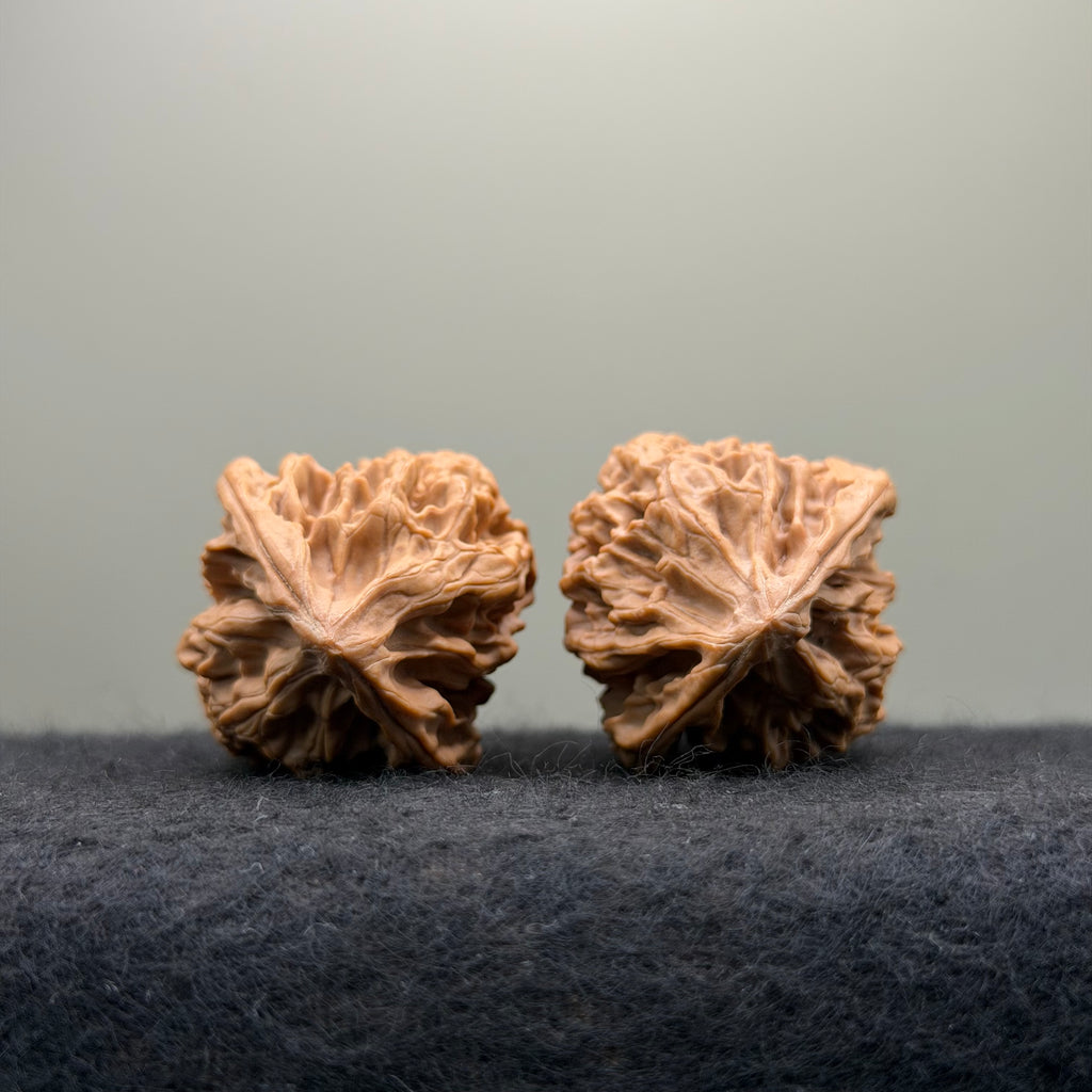 Sabertooth Tiger Wenwan Walnut (Rare Variety) · 36mm · Natural · Collector Ritual