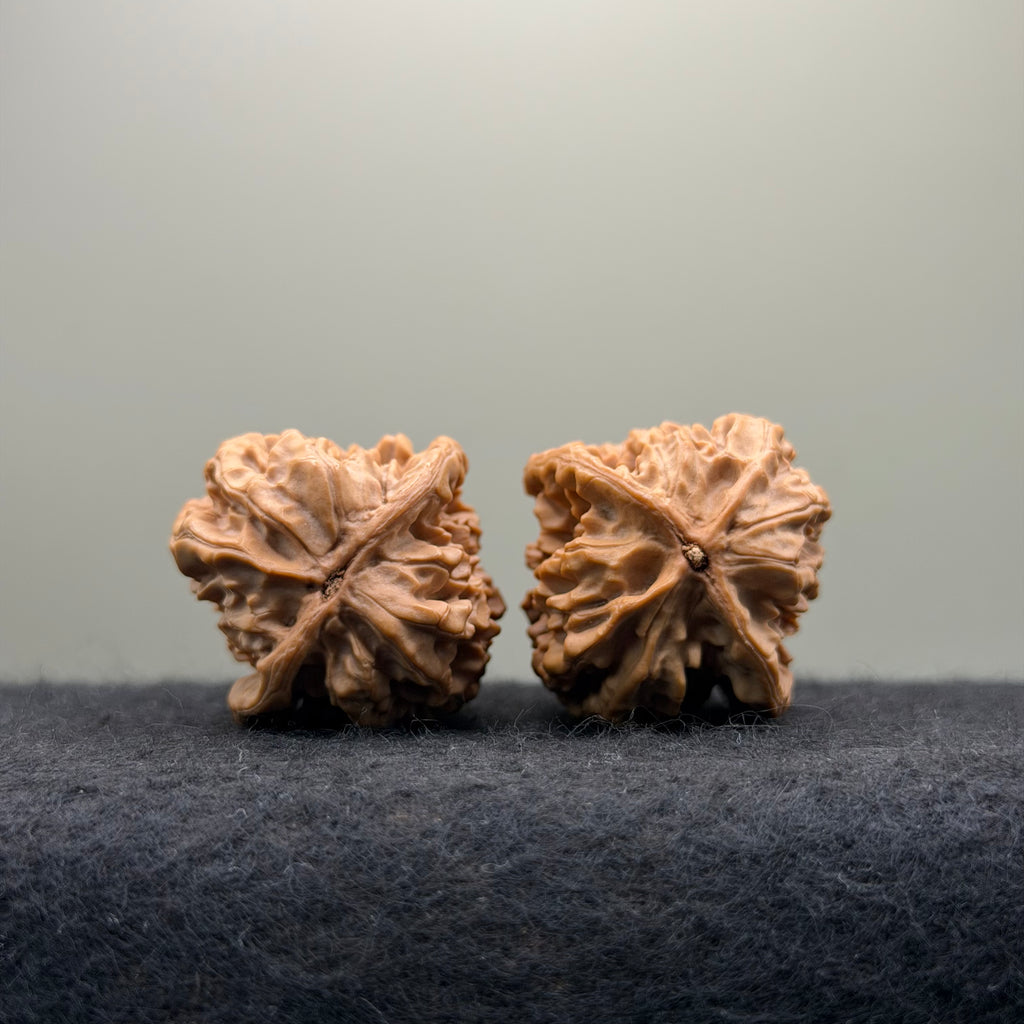 Sabertooth Tiger Wenwan Walnut (Rare Variety) · 36mm · Natural · Collector Ritual