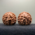 Dragon Scale Wenwan Walnut · 41mm · Natural · Collector Ritual