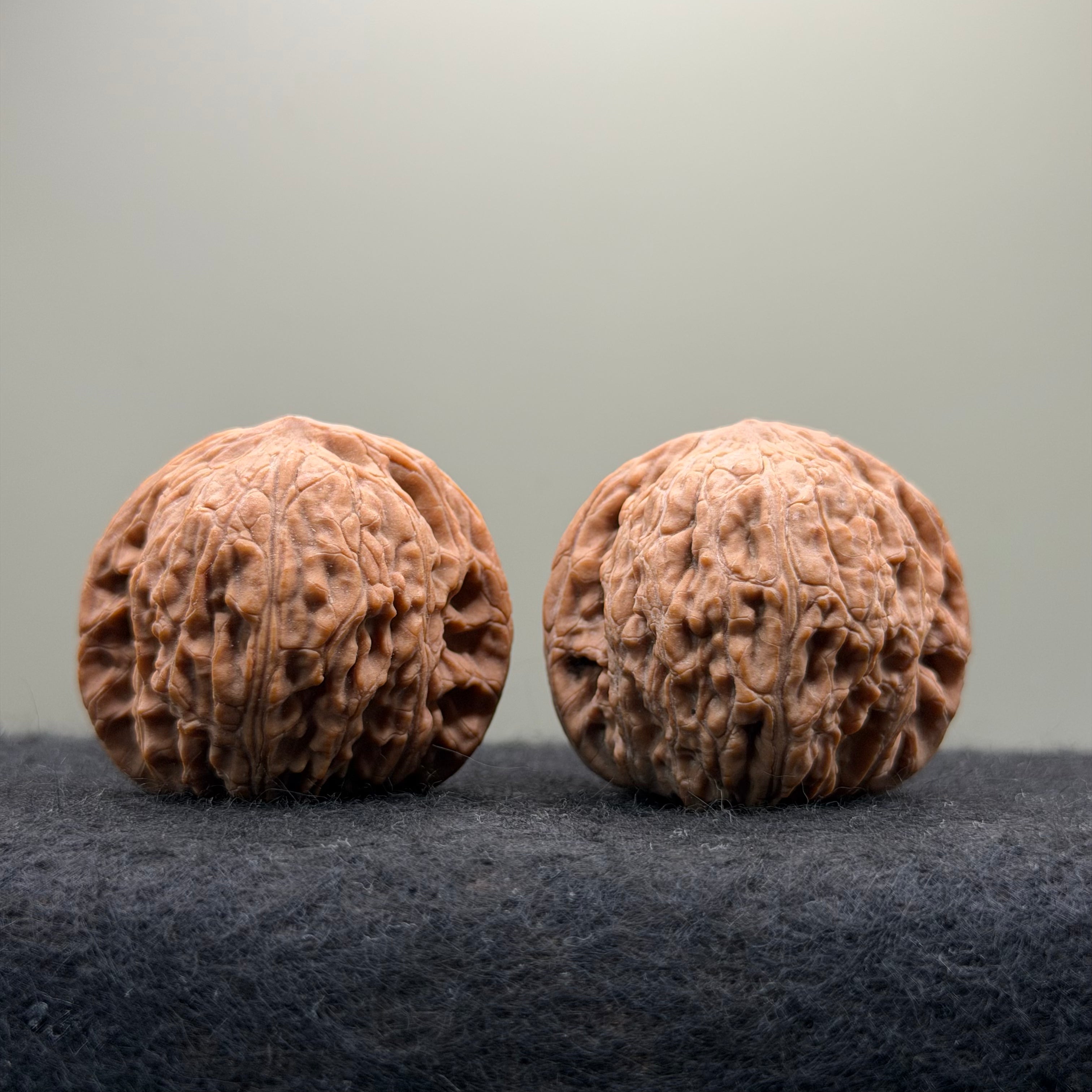 Loach Back Wenwan Walnut · 40mm · Natural · Premium Ritual