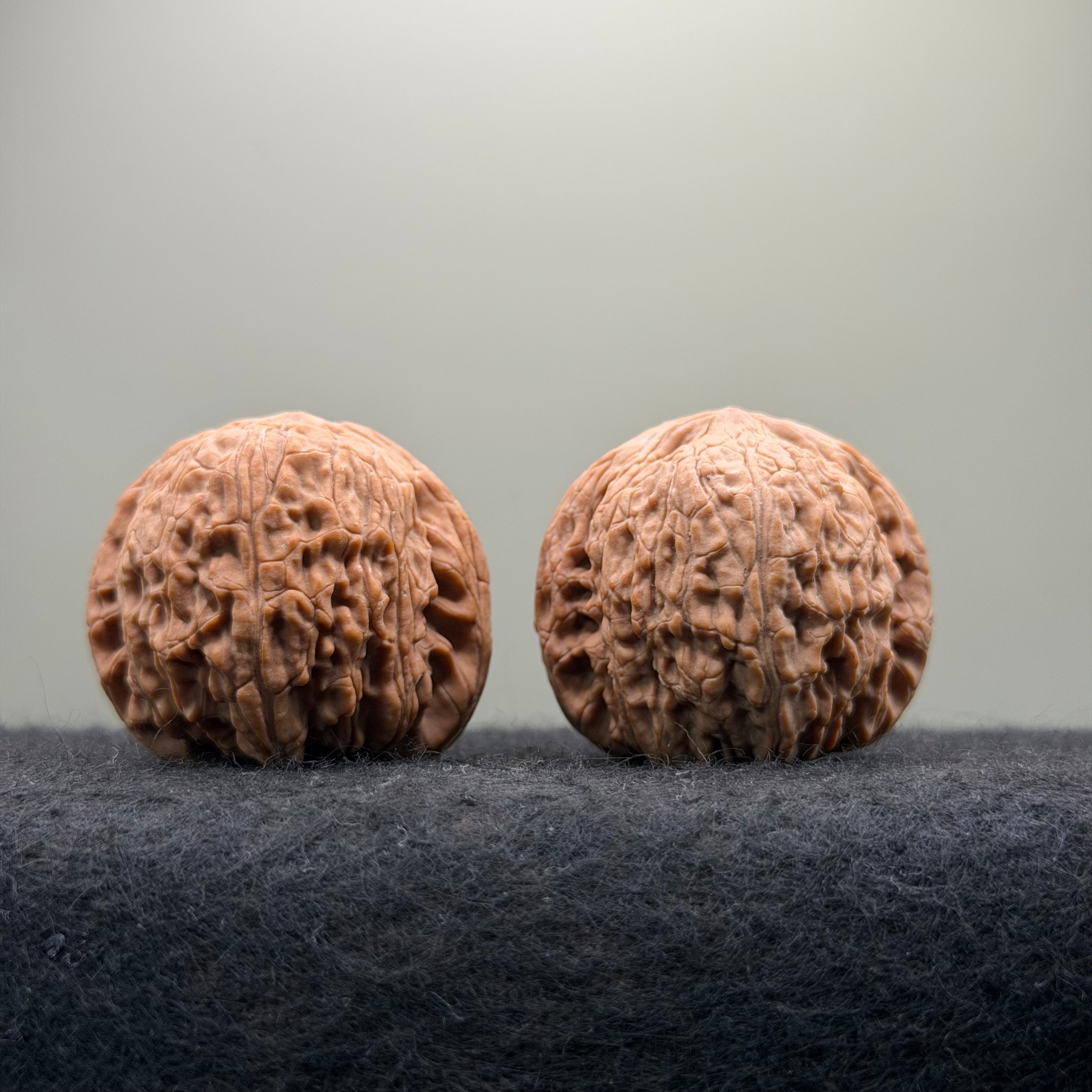 Loach Back Wenwan Walnut · 40mm · Natural · Premium Ritual