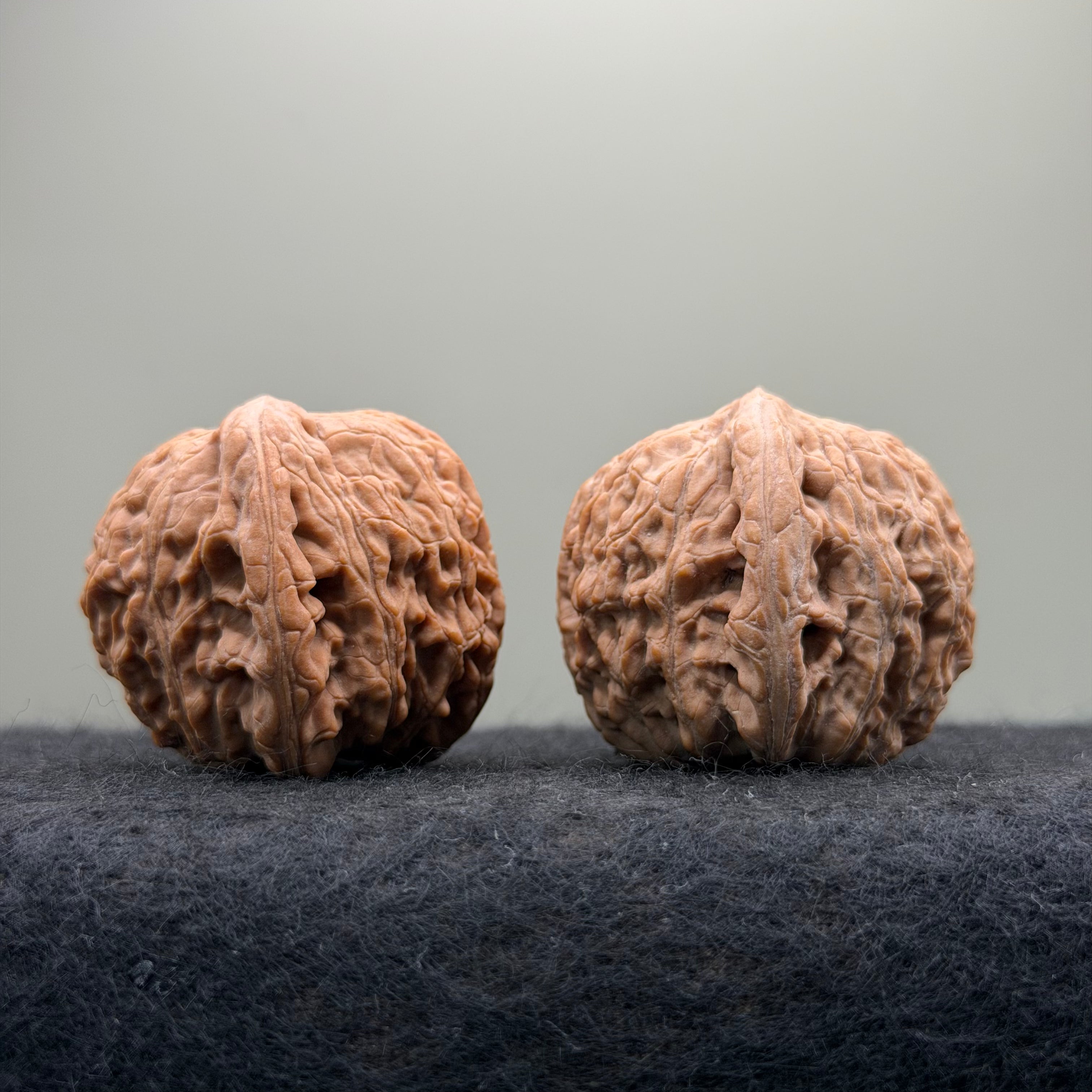 Loach Back Wenwan Walnut · 40mm · Natural · Premium Ritual