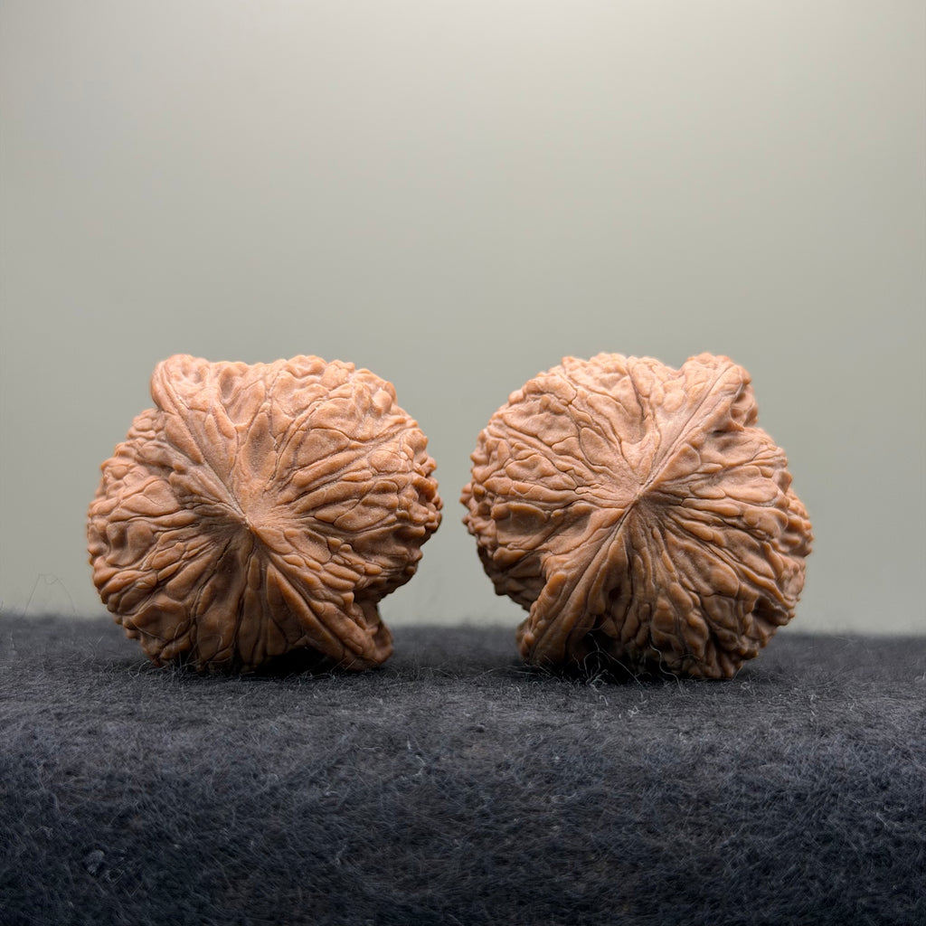 Loach Back Wenwan Walnut · 40mm · Natural · Premium Ritual