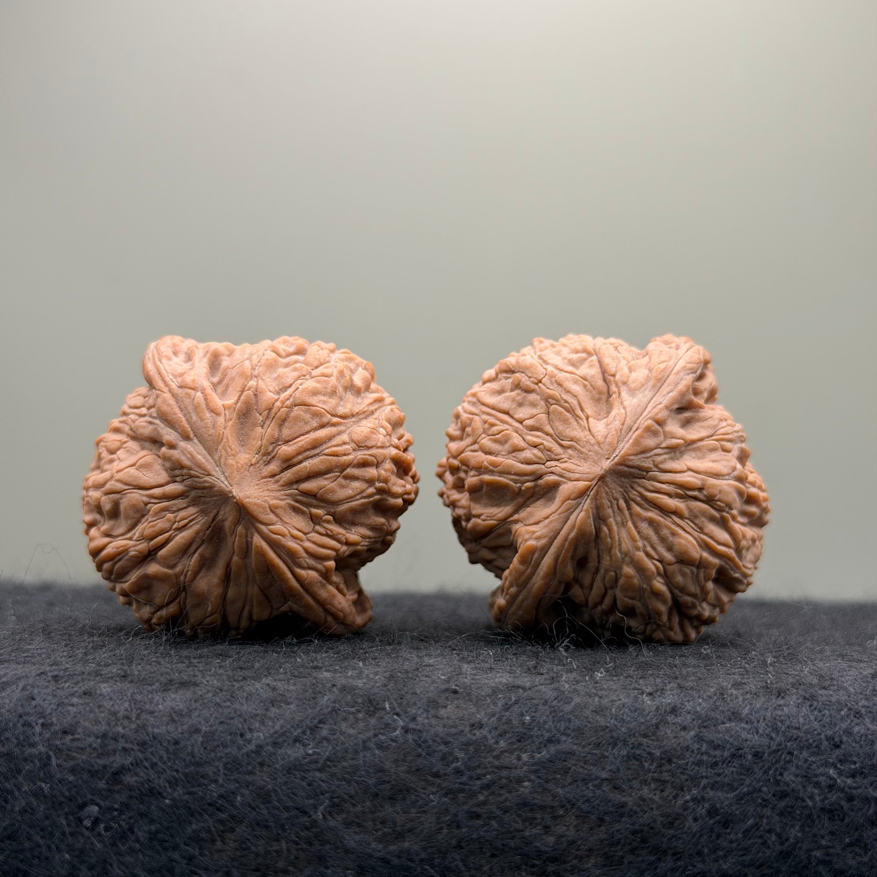 Loach Back Wenwan Walnut · 40mm · Natural · Premium Ritual