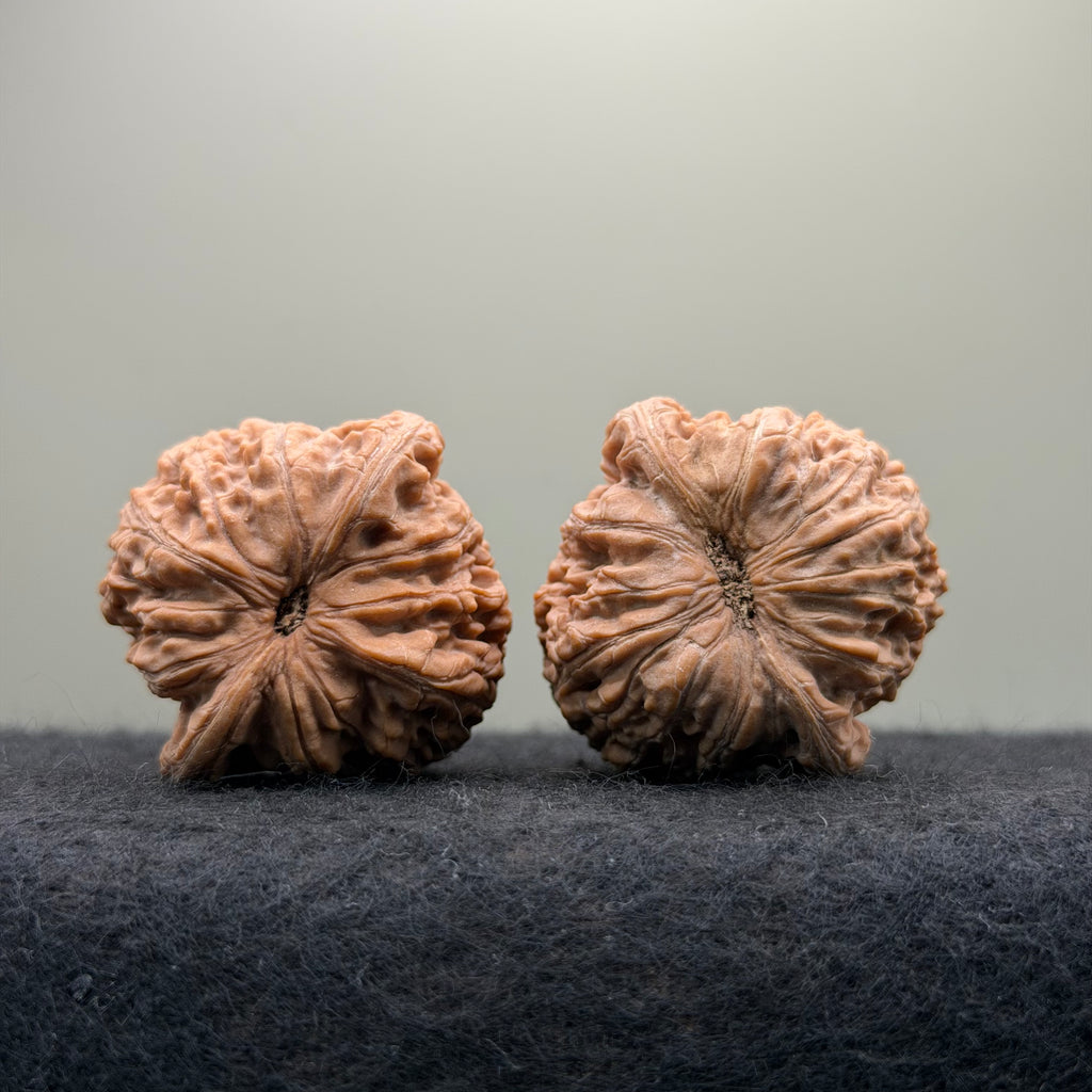 Loach Back Wenwan Walnut · 40mm · Natural · Premium Ritual