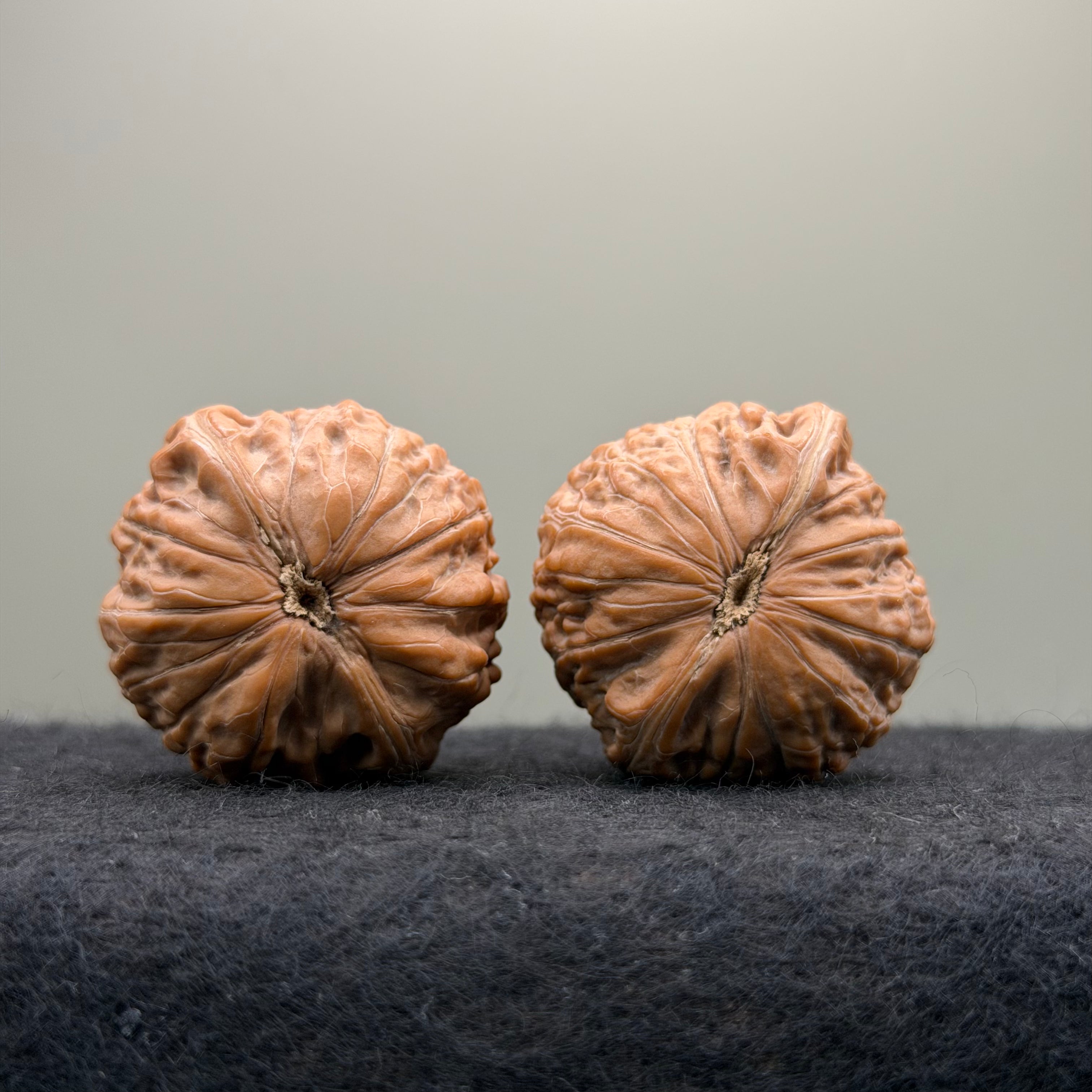 Hammer Sister Wenwan Walnut · 38mm · Natural · Premium Ritual