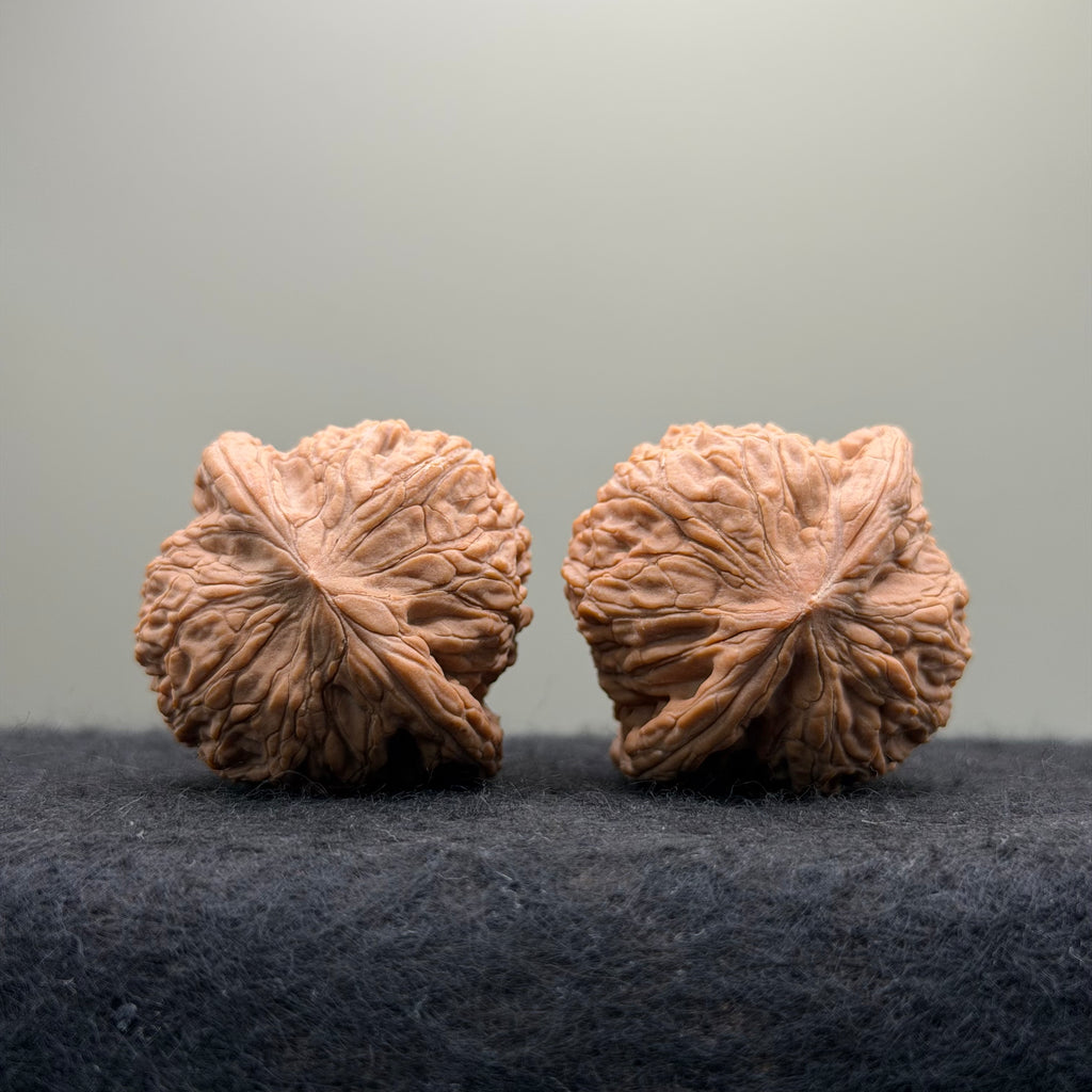 Hydrangea Wenwan Walnut · 40mm · Natural · Premium Ritual