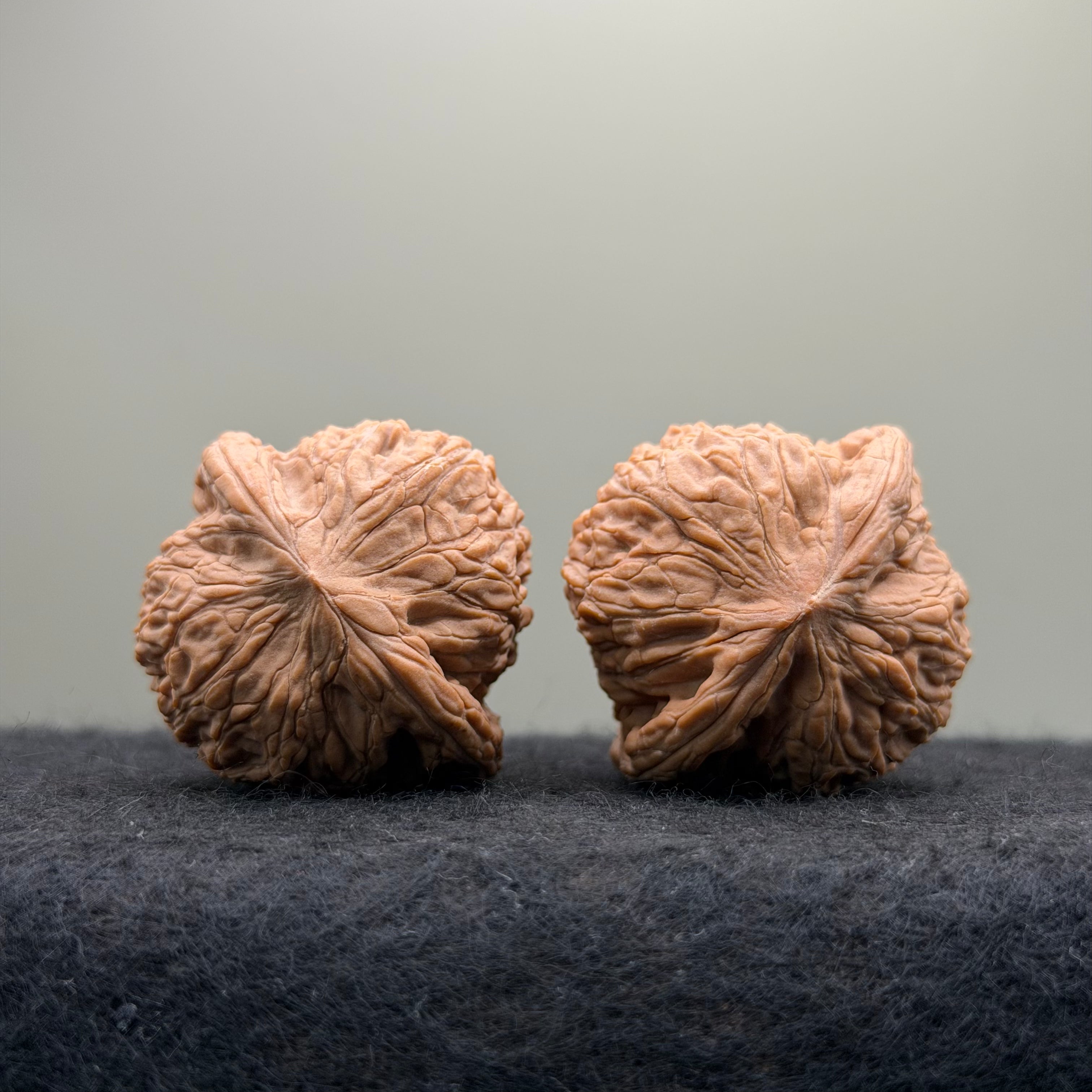 Hydrangea Wenwan Walnut · 40mm · Natural · Premium Ritual