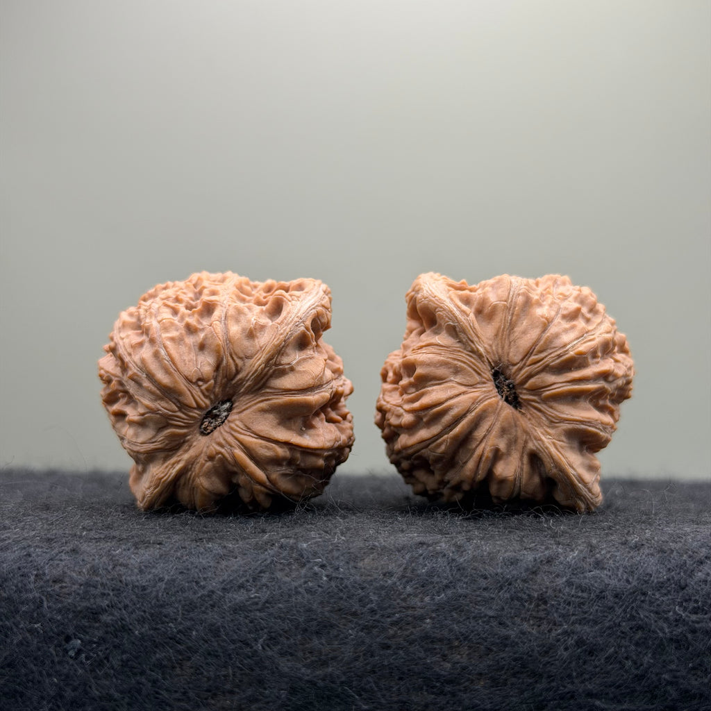 Hydrangea Wenwan Walnut · 40mm · Natural · Premium Ritual
