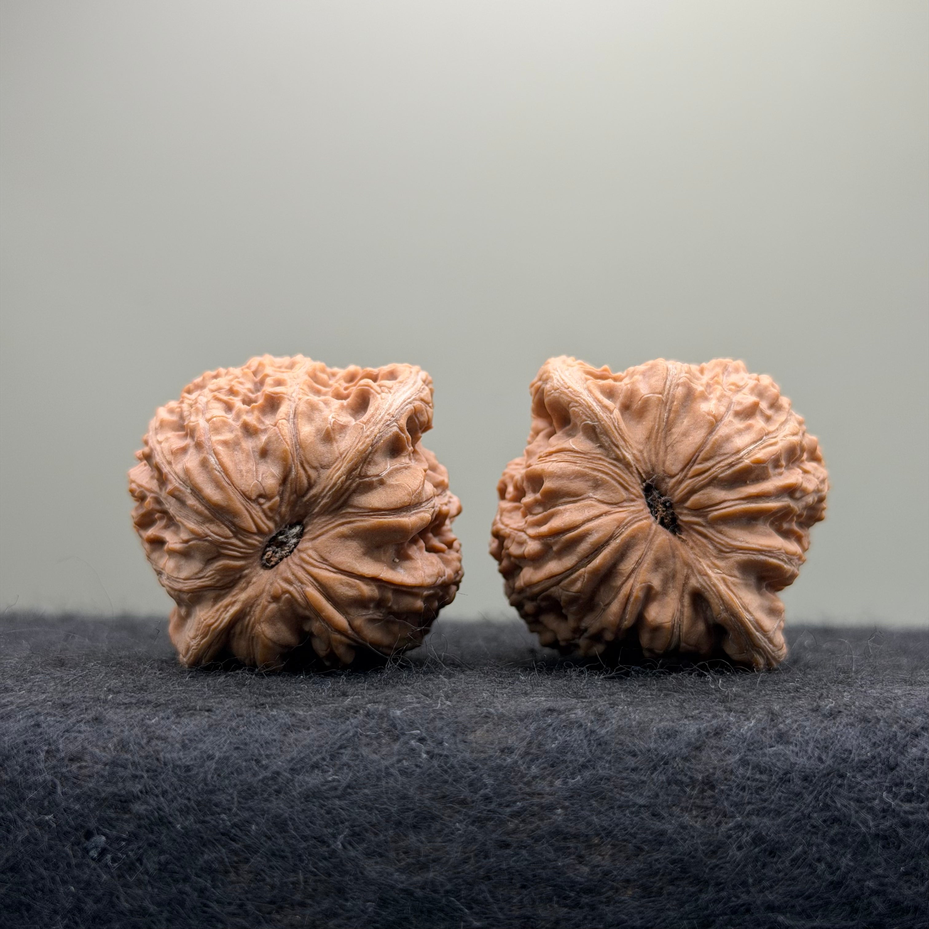 Hydrangea Wenwan Walnut · 40mm · Natural · Premium Ritual