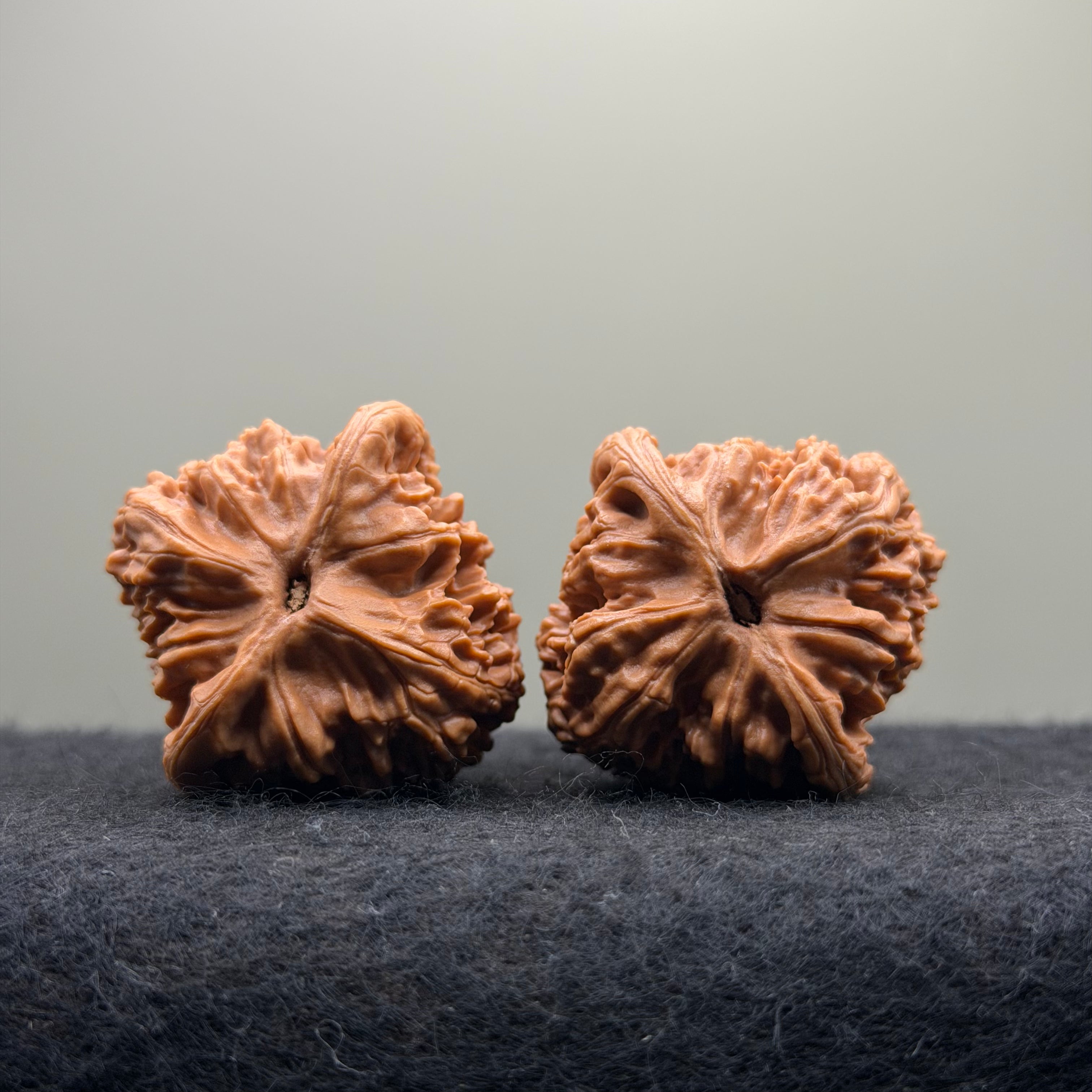 Red Lion Wenwan Walnut · 40mm · Natural · Select Ritual