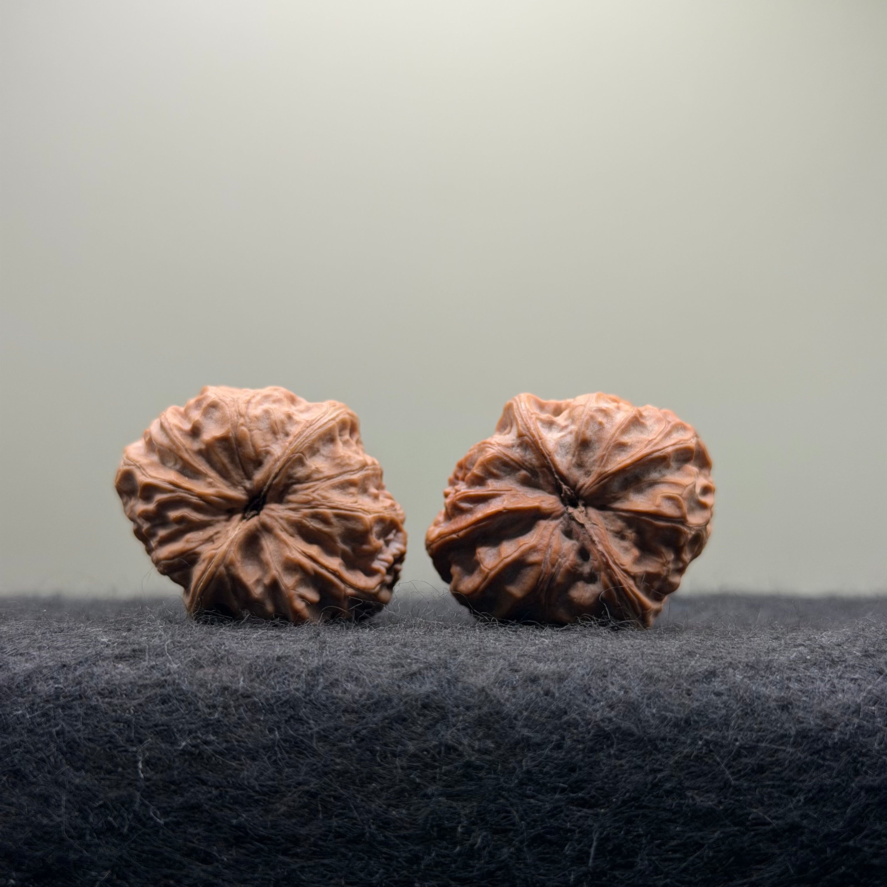 Dragon Pearl Wenwan Walnut  · 31mm · Natural · Select Ritual
