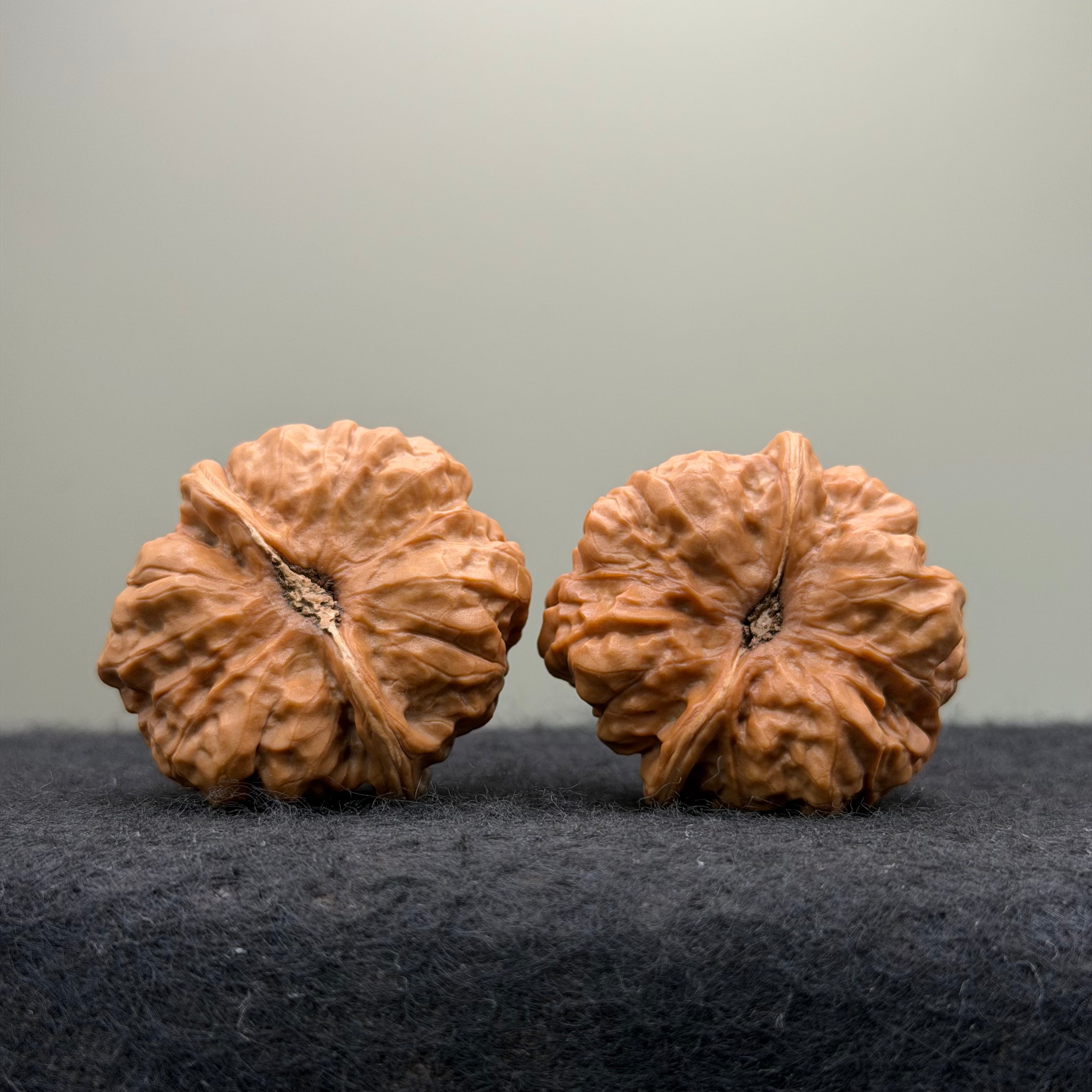 Toad Head Wenwan Walnut  · 37mm · Entry Ritual