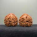 Triangle White Lion Wenwan Walnut · 38mm · Natural · Select Ritual