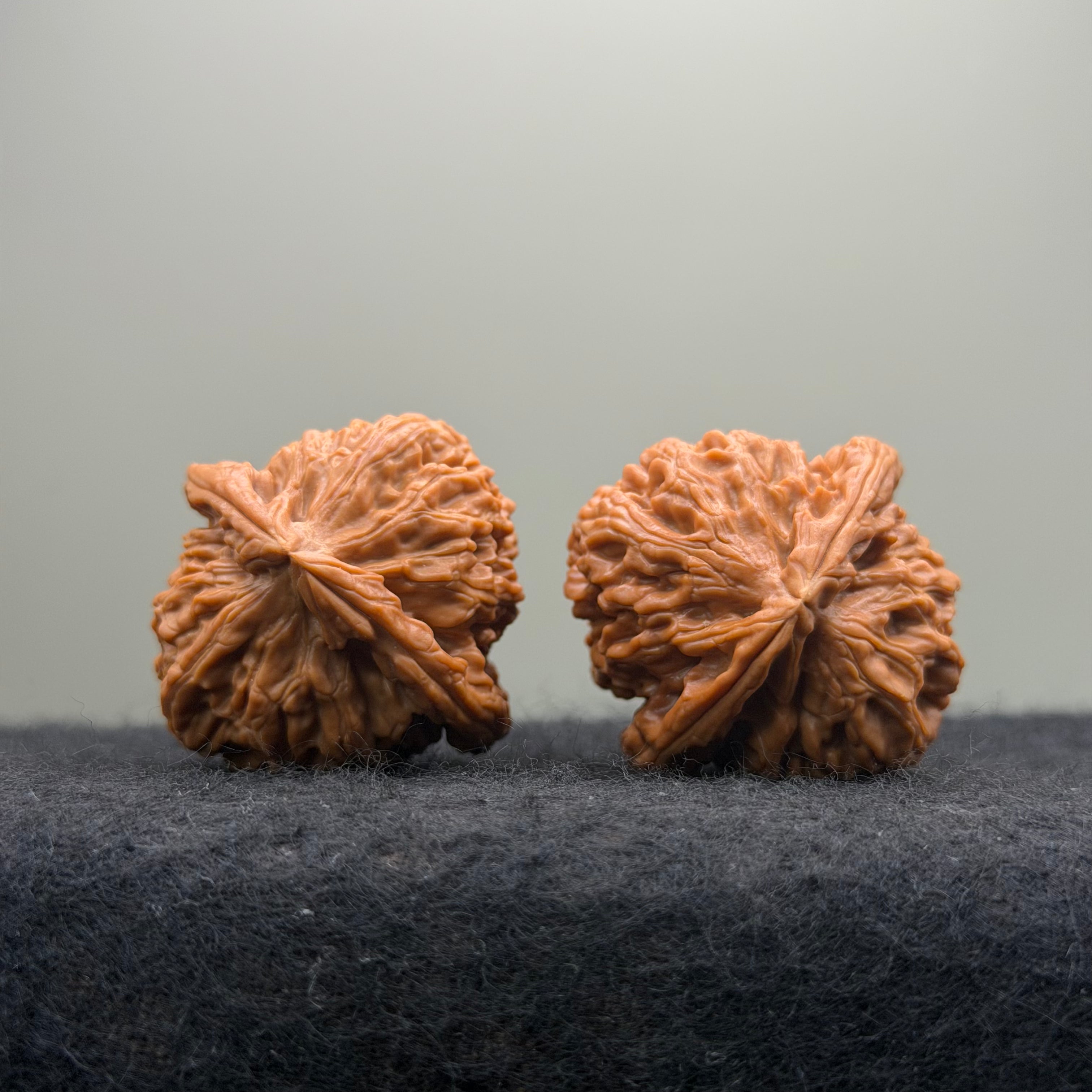 Triangle White Lion Wenwan Walnut · 38mm · Natural · Select Ritual