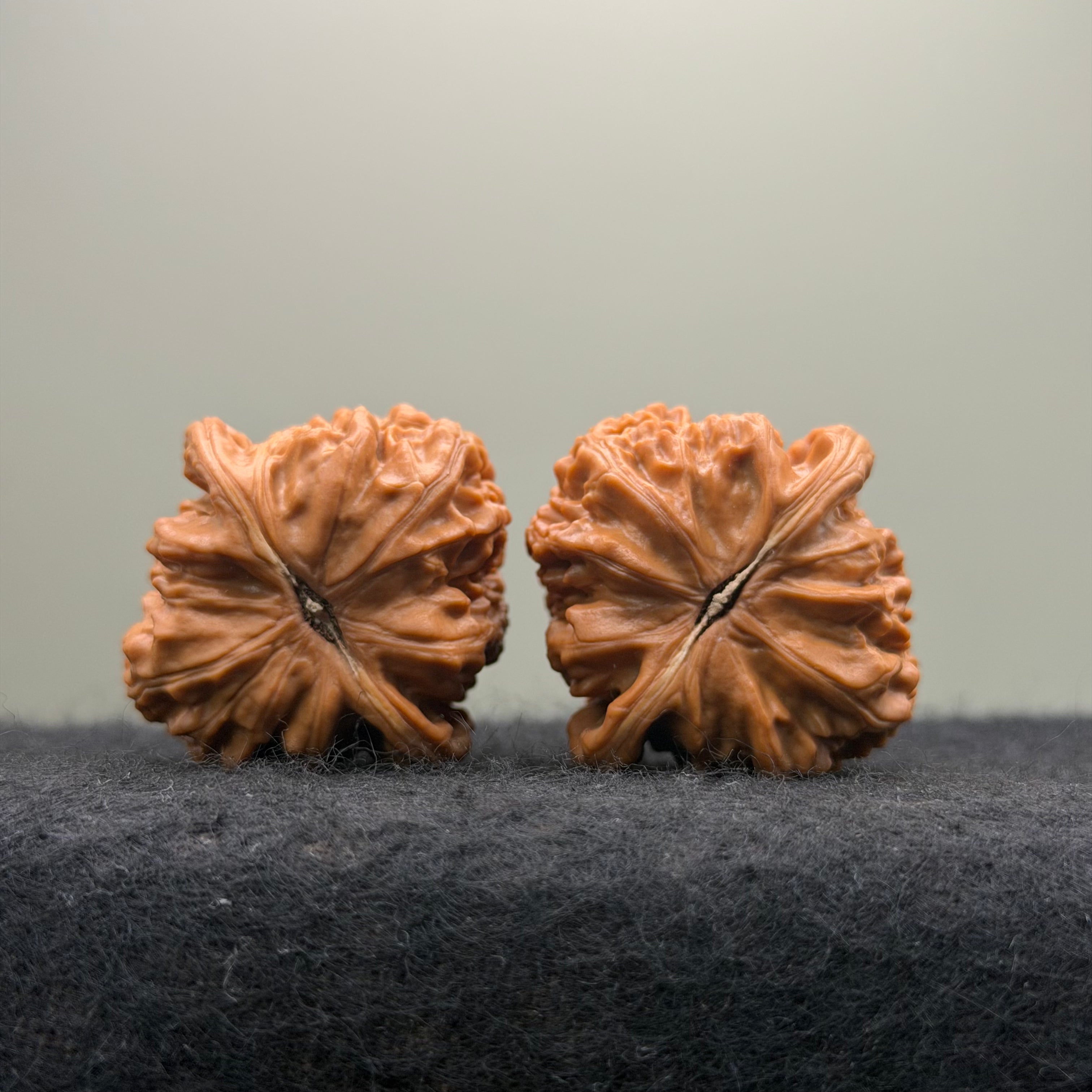 Triangle White Lion Wenwan Walnut · 38mm · Natural · Select Ritual