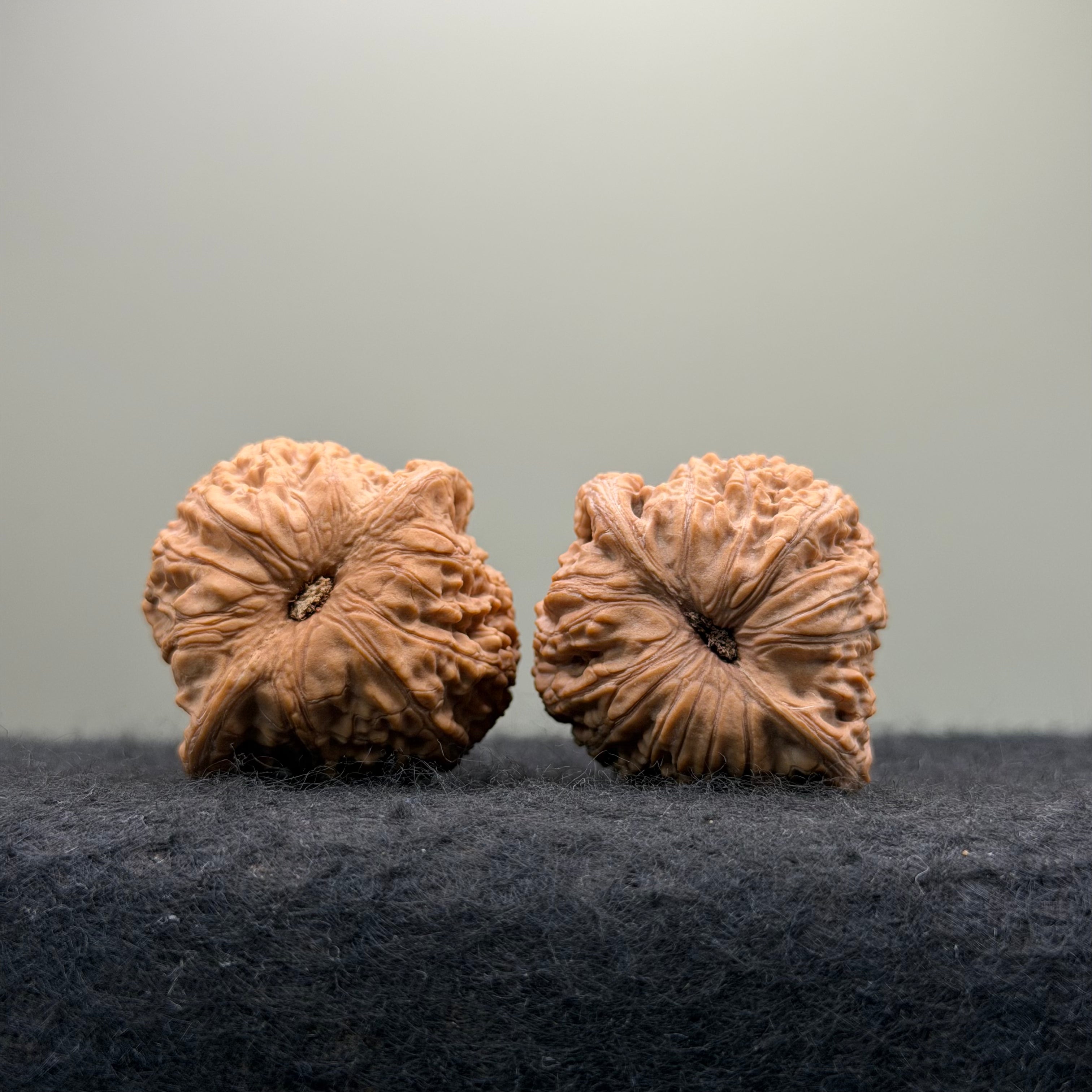 Loach Back Wenwan Walnut · 37mm · Natural · Entry Ritual
