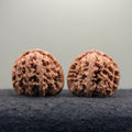 White Lion Wenwan Walnut · 38mm · Natural · Entry Ritual