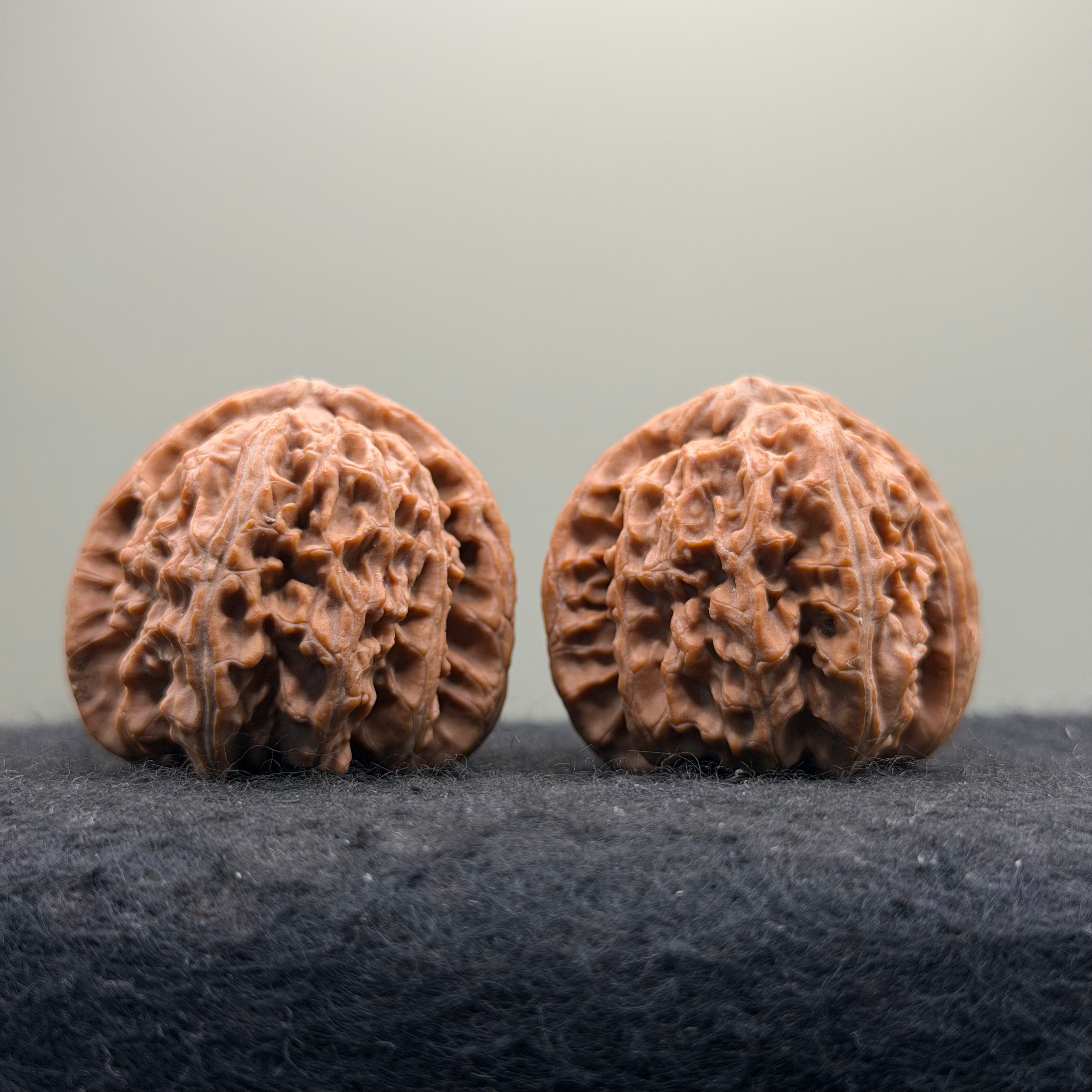 White Lion Wenwan Walnut · 38mm · Natural · Entry Ritual