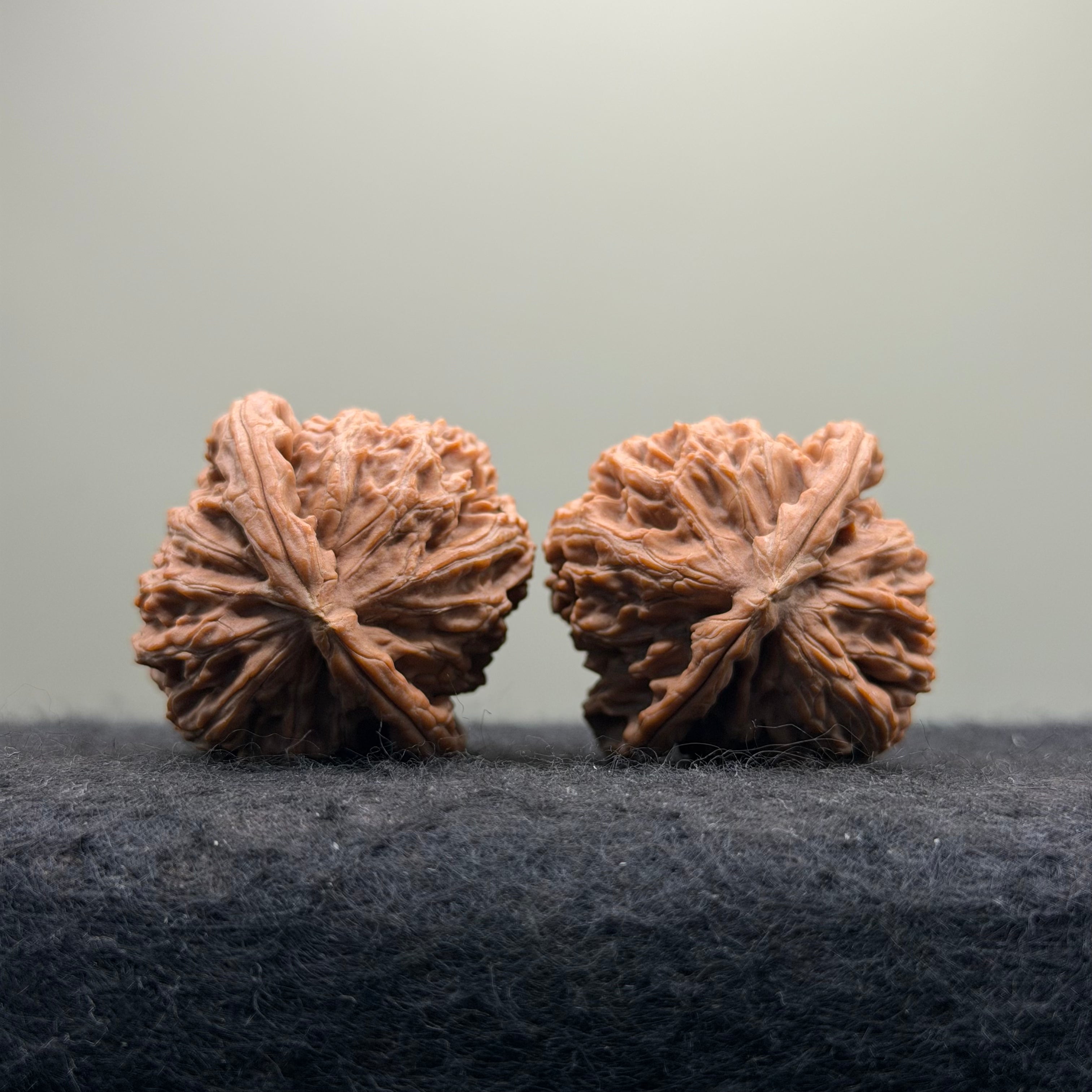 White Lion Wenwan Walnut · 38mm · Natural · Entry Ritual