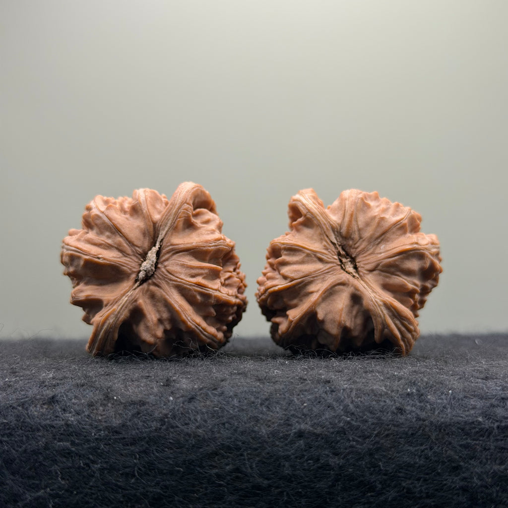 White Lion Wenwan Walnut · 38mm · Natural · Entry Ritual