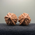 Three-Rib （Y shape) Wenwan Walnut · 43mm · Natural · Entry Ritual