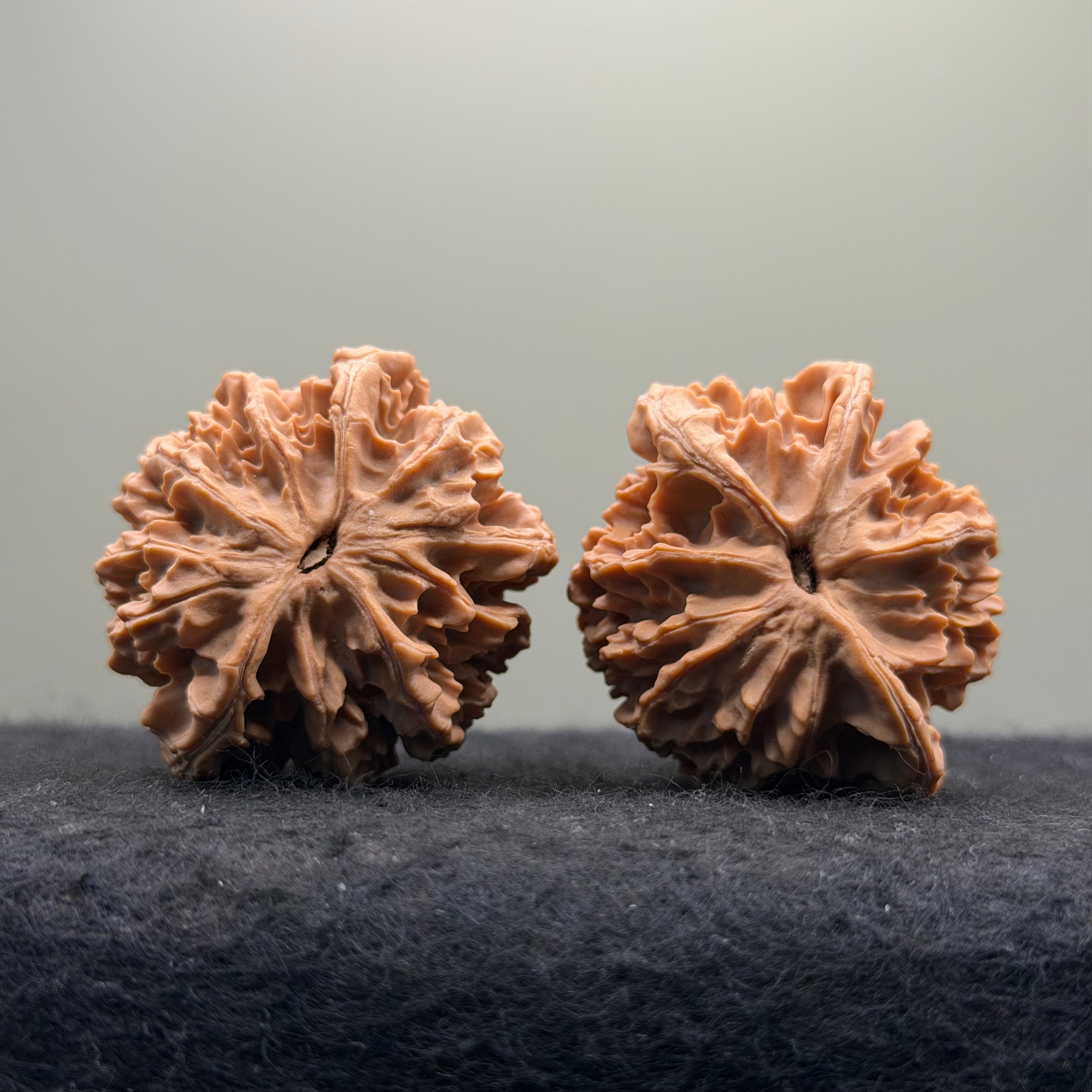 Three-Rib （Y shape) Wenwan Walnut · 43mm · Natural · Entry Ritual