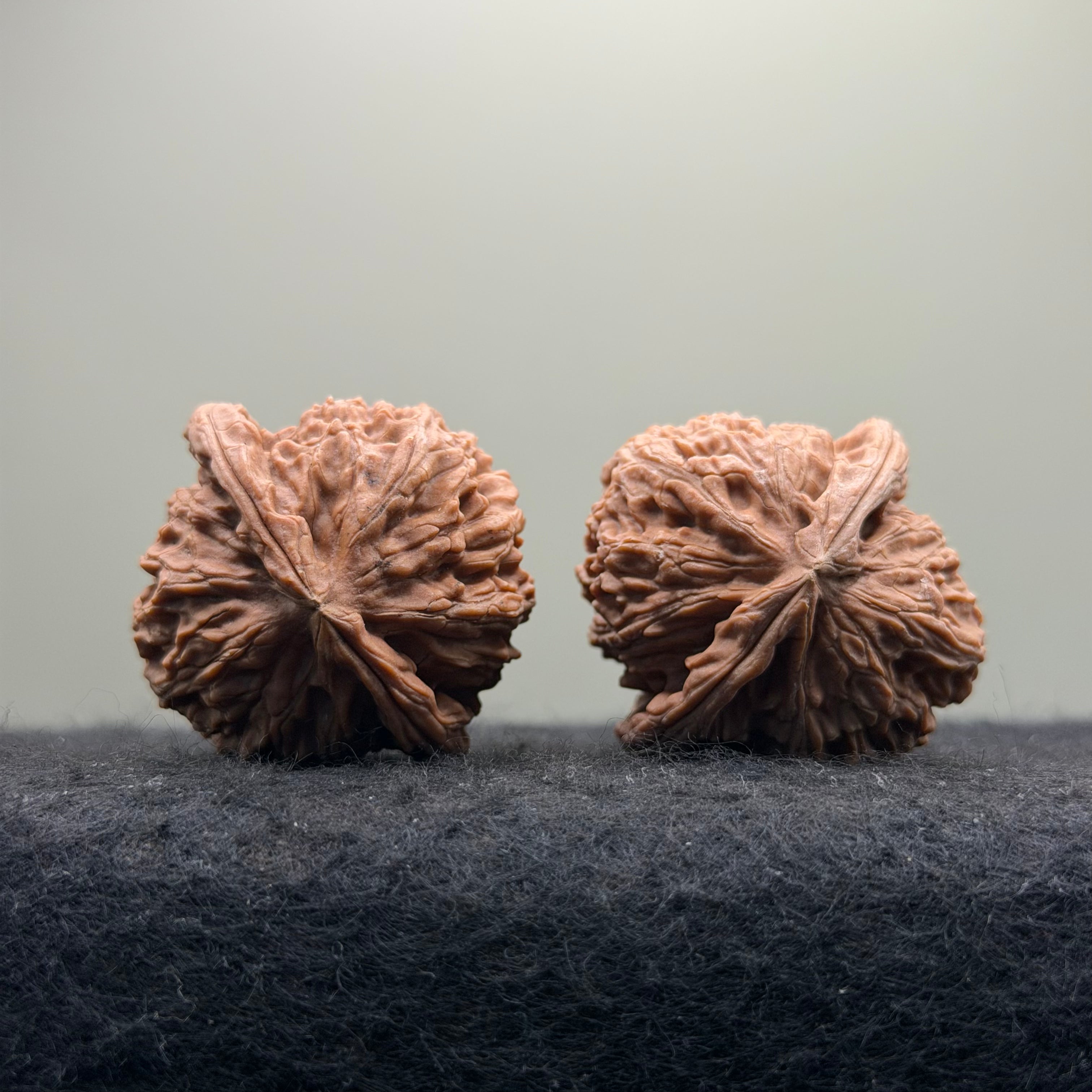 White Lion Wenwan Walnut · 38mm · Natural · Entry Ritual