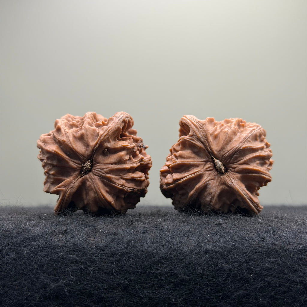 White Lion Wenwan Walnut · 38mm · Natural · Entry Ritual
