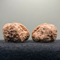 One-Rib Toad Head Wenwan Walnut · 39mm · Select Ritual