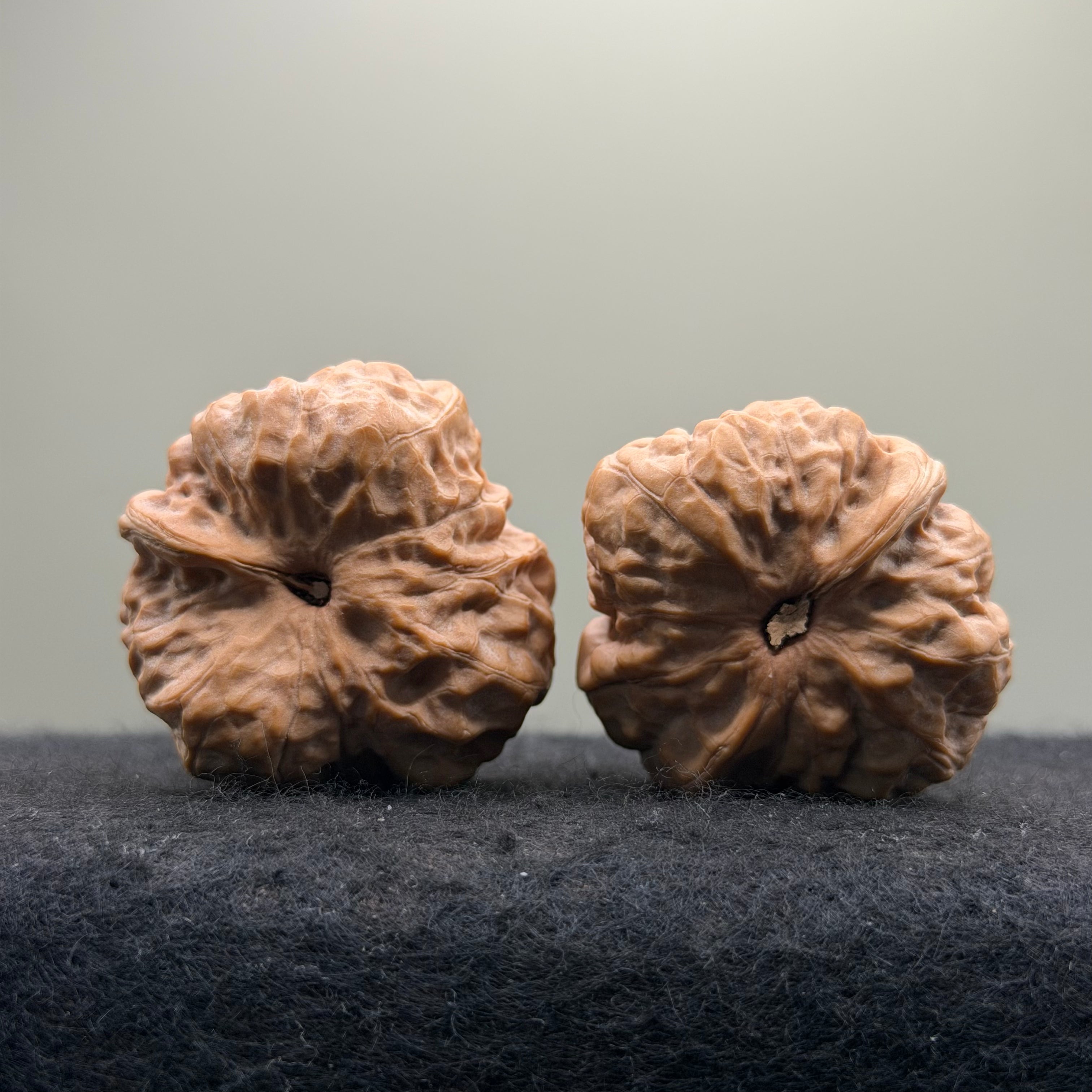 One-Rib Toad Head Wenwan Walnut · 39mm · Select Ritual