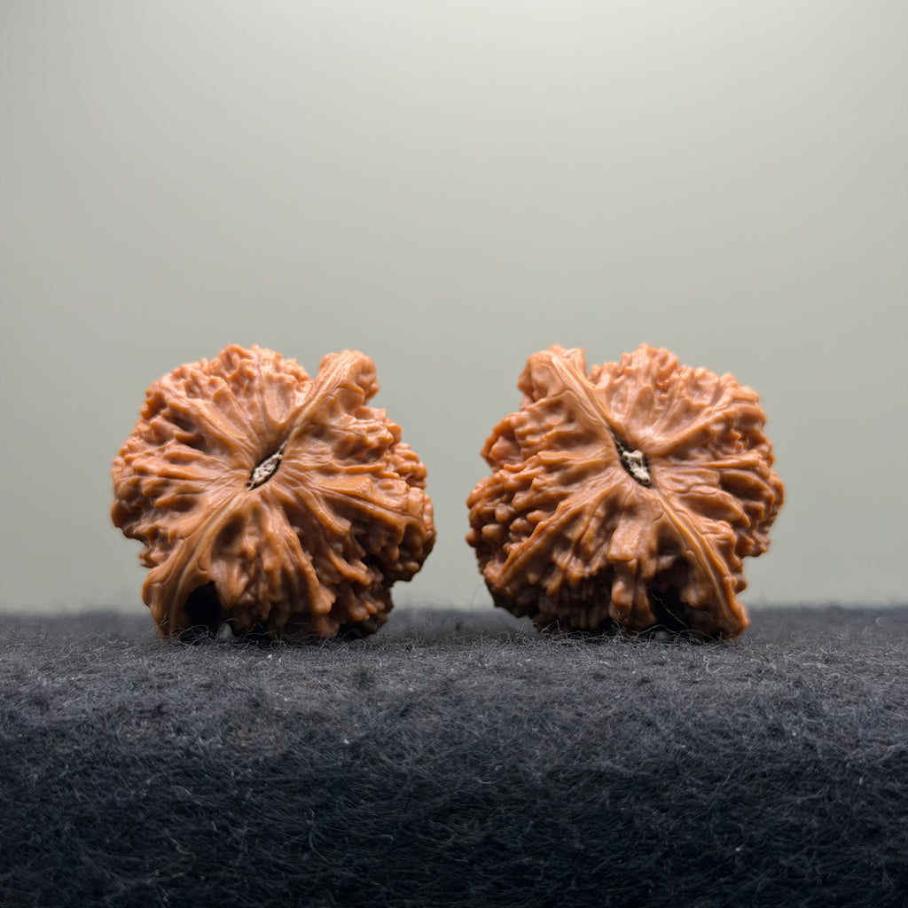 'Dwarf' Wenwan Walnut · 39mm ·Premium Ritual