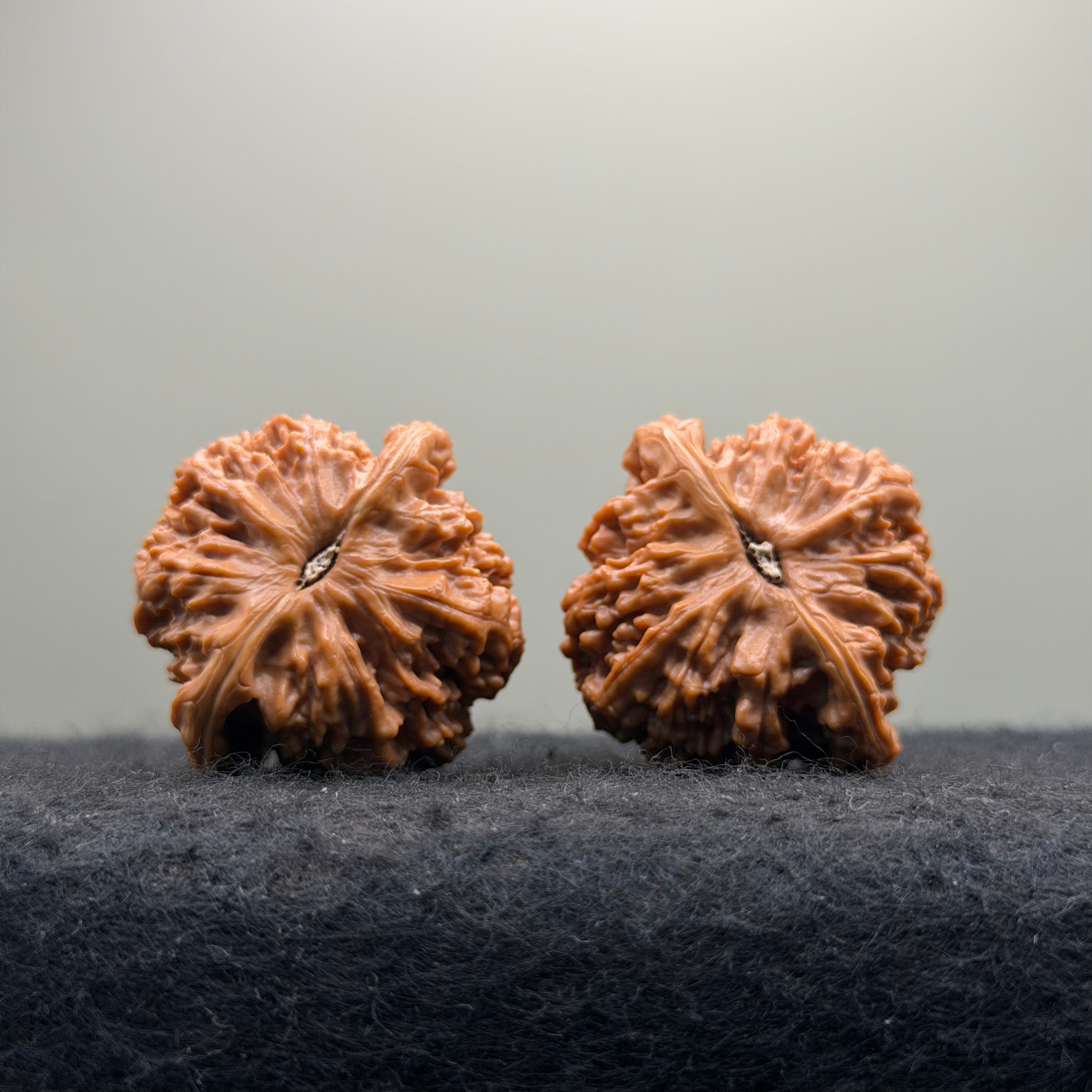 'Dwarf' Wenwan Walnut · 39mm ·Premium Ritual