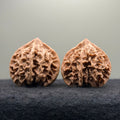 Qinling Lantern Wenwan Walnut · 41mm · Natural · Select Ritual