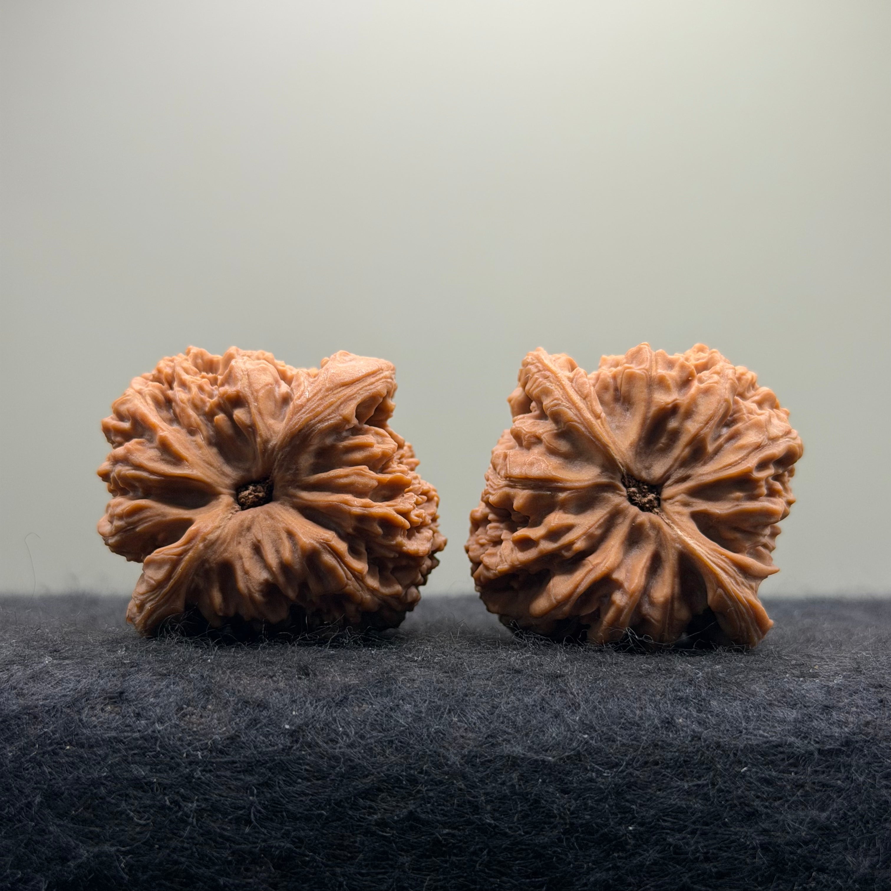 Ant King Wenwan Walnut  · 40mm · Natural · Select Ritual