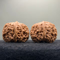 Donkey Roll Wenwan Walnut · 39mm · Natural · Select Ritual