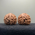 White Lion Wenwan Walnut · 38mm · Natural · Select Ritual