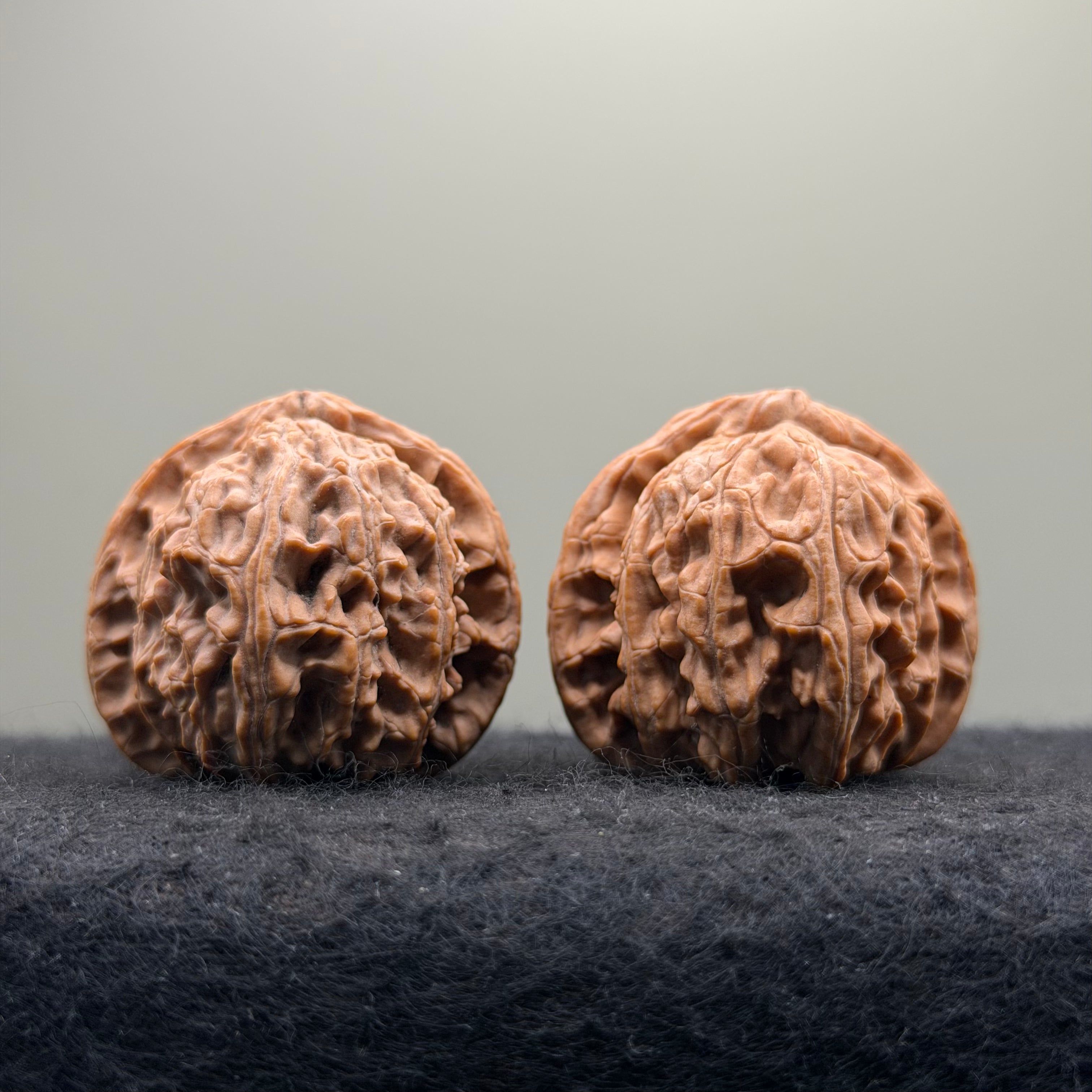 White Lion Wenwan Walnut · 38mm · Natural · Select Ritual