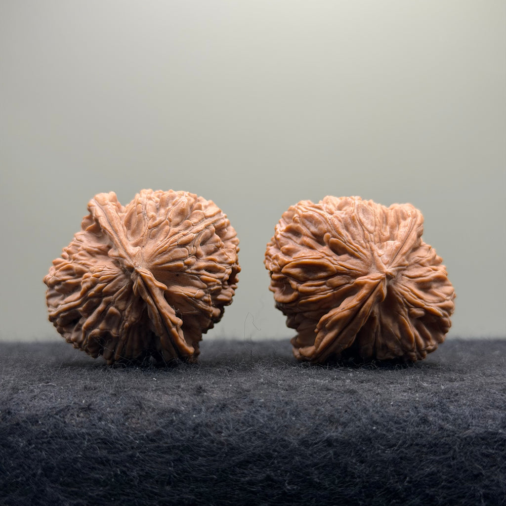 White Lion Wenwan Walnut · 38mm · Natural · Select Ritual