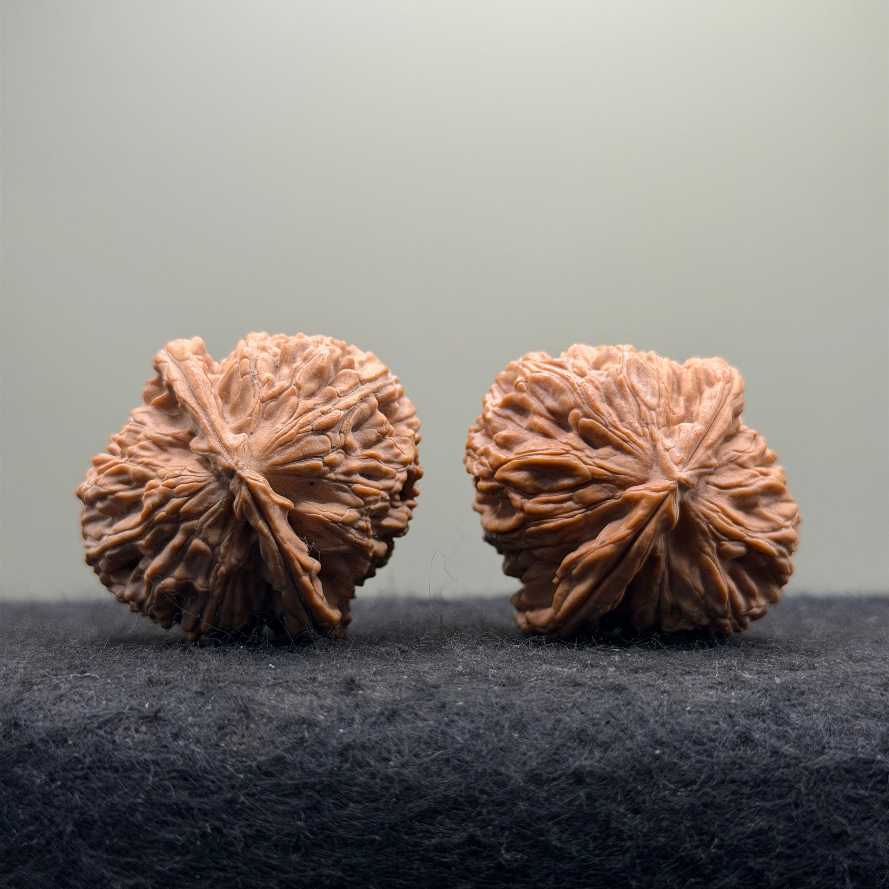 White Lion Wenwan Walnut · 38mm · Natural · Select Ritual