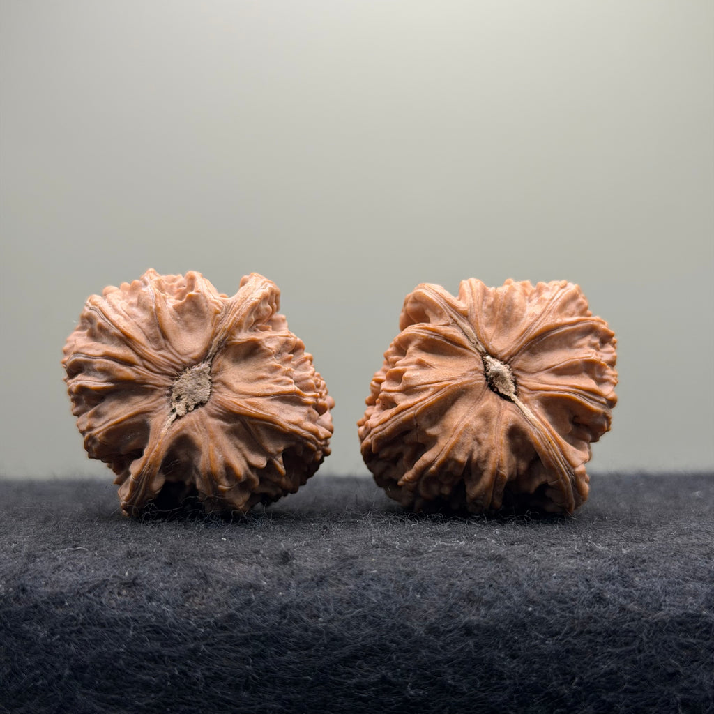 White Lion Wenwan Walnut · 38mm · Natural · Select Ritual