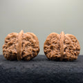 Toad Head Wenwan Walnut · 38mm · Natural · Collector Ritual